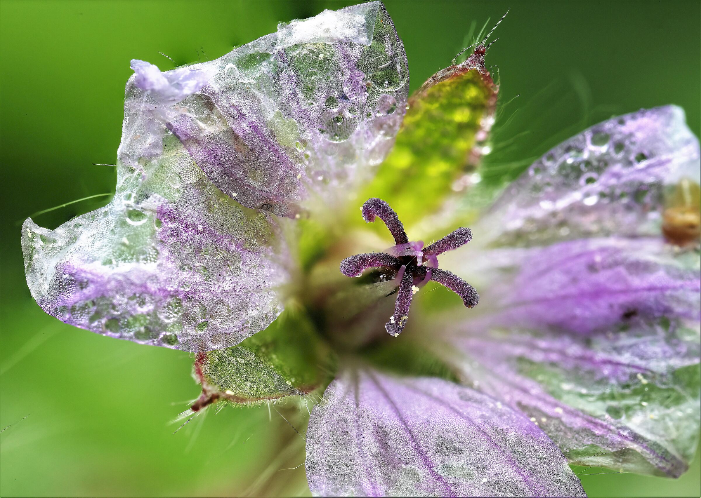 Small masterpieces of nature