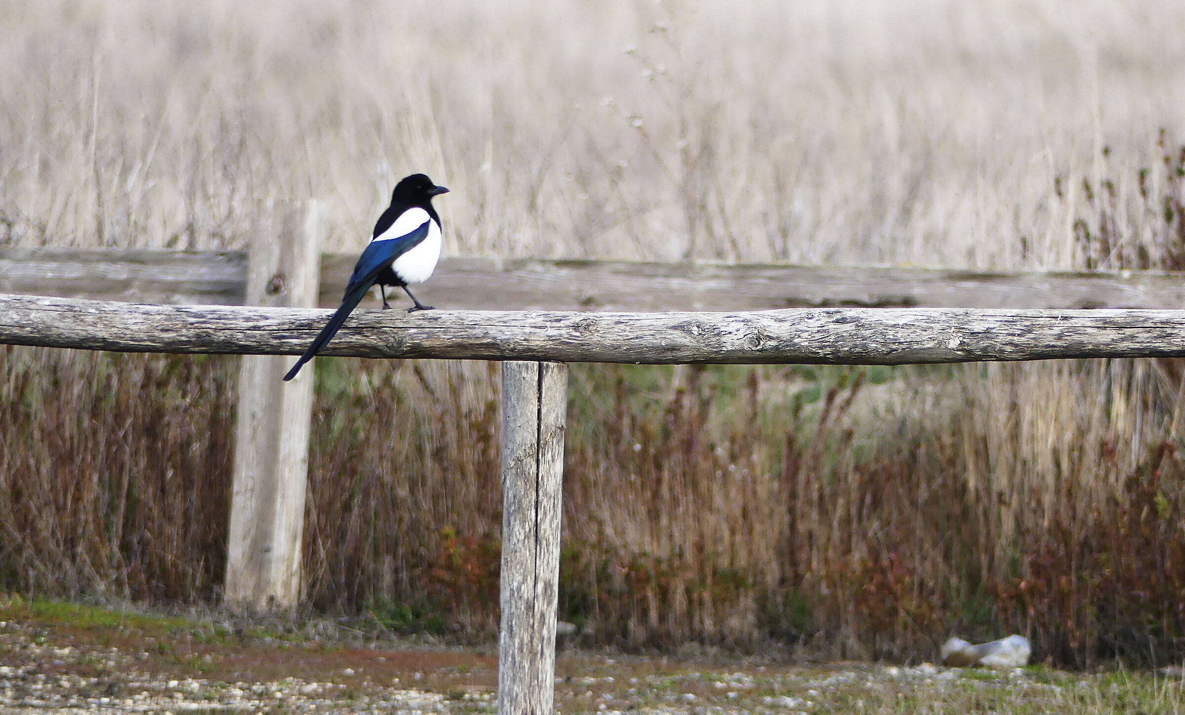 Magpie