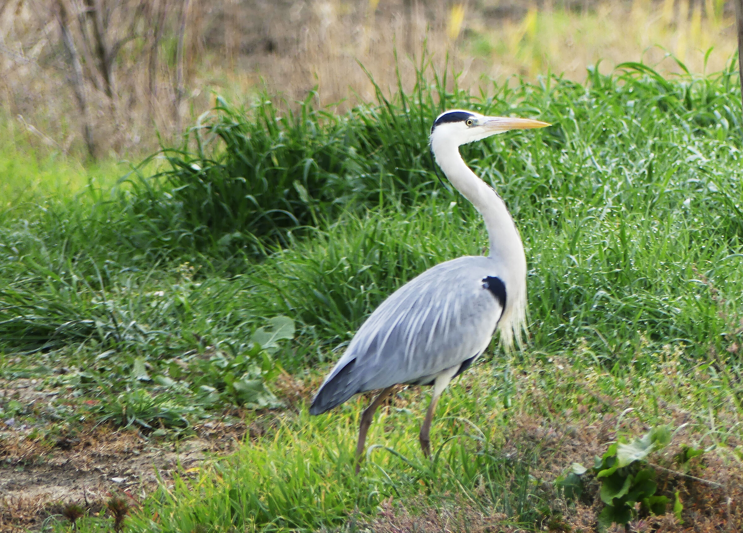 Grey heron