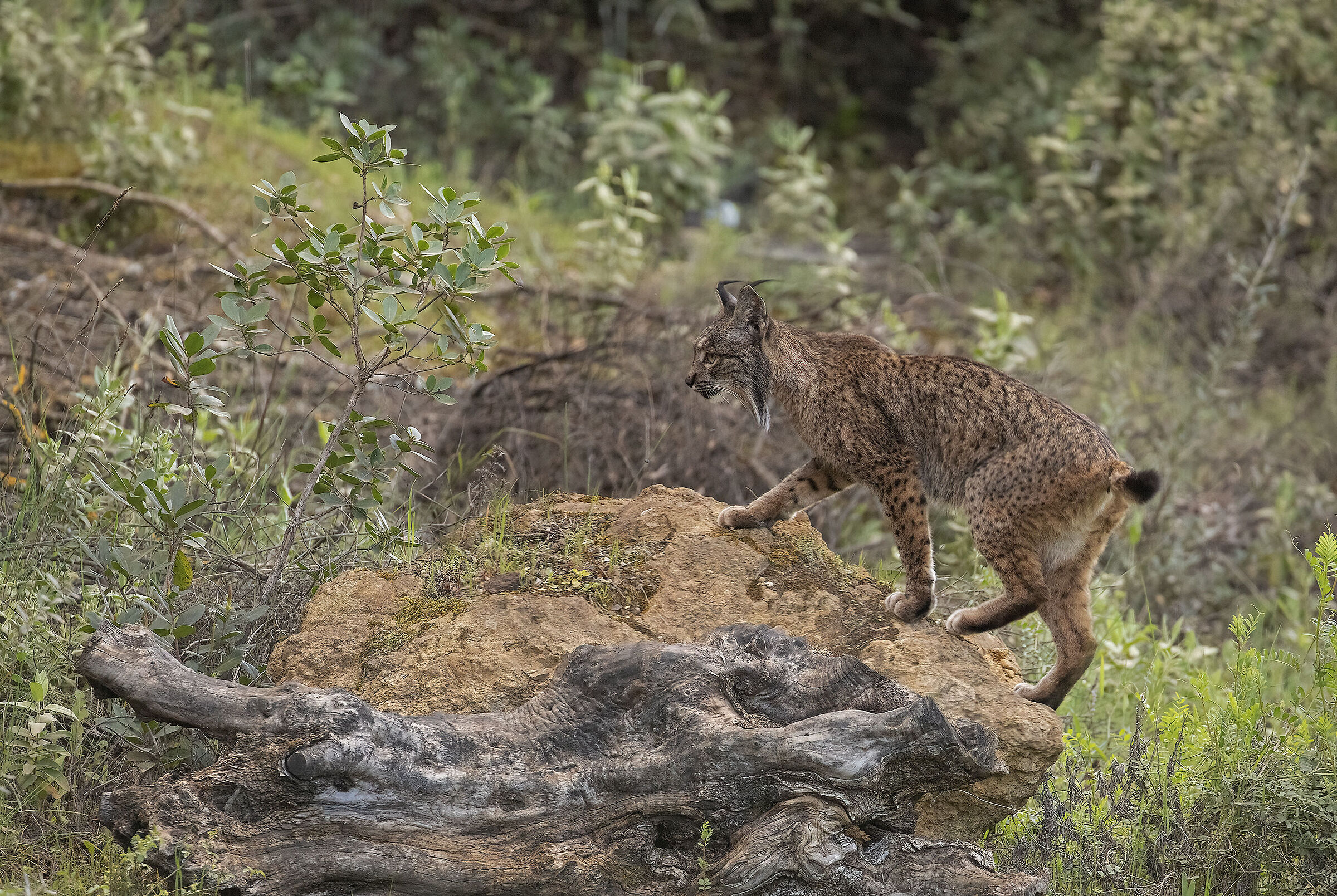 Iberian lynx