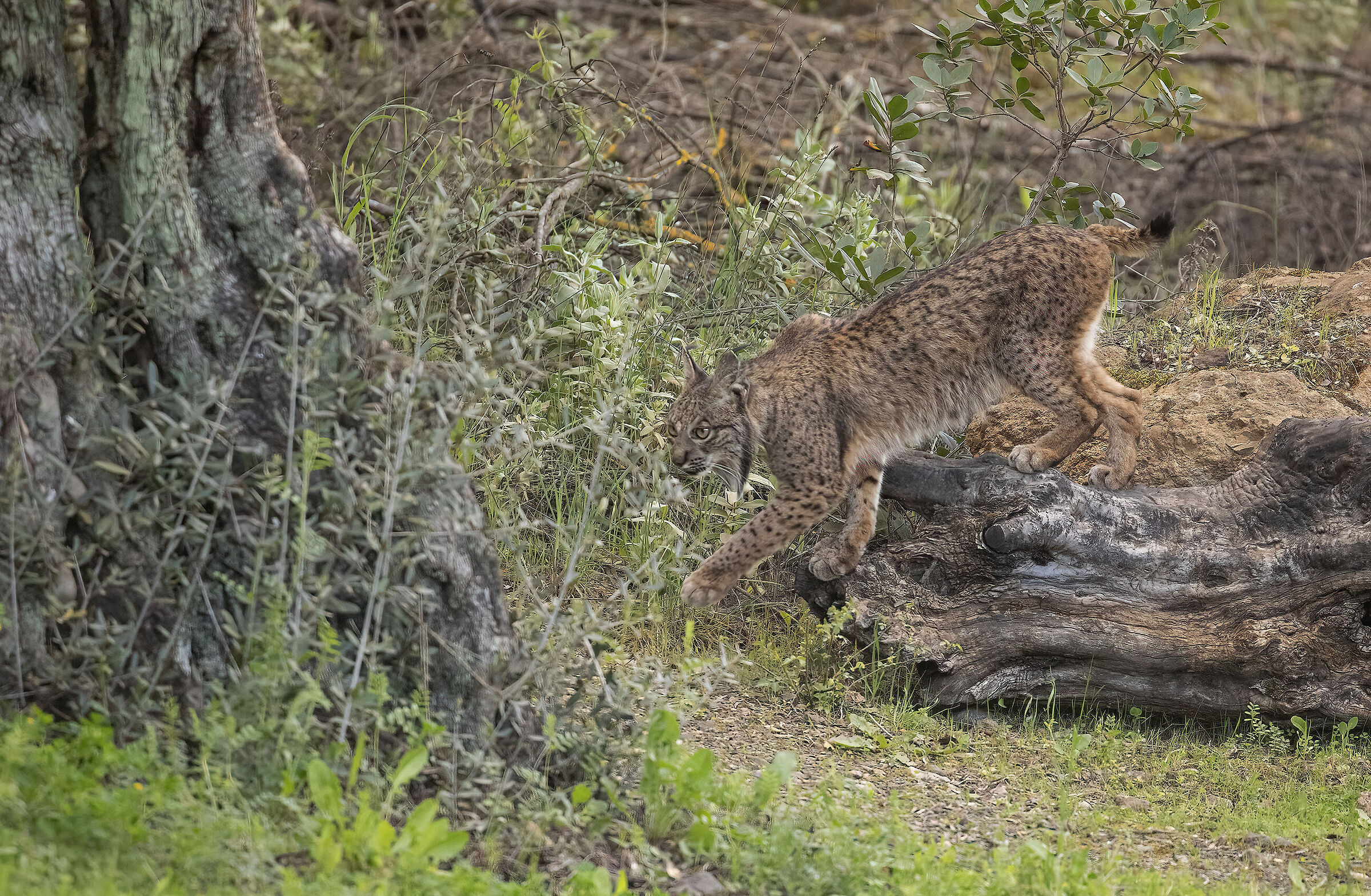 lince iberica