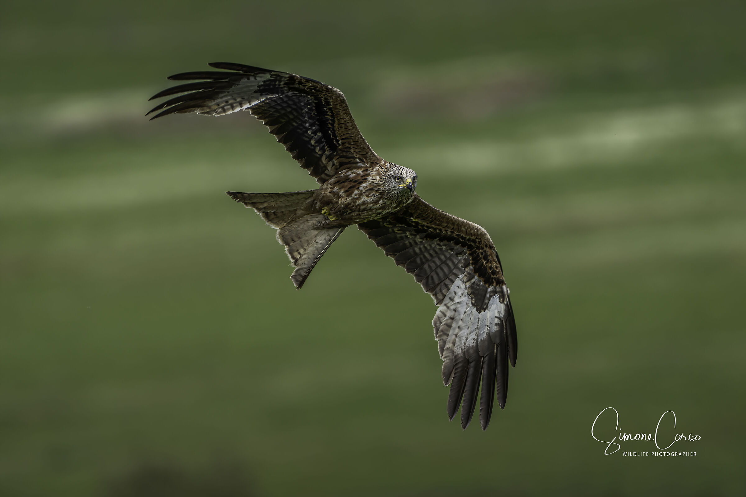 Nibbio Reale in flight