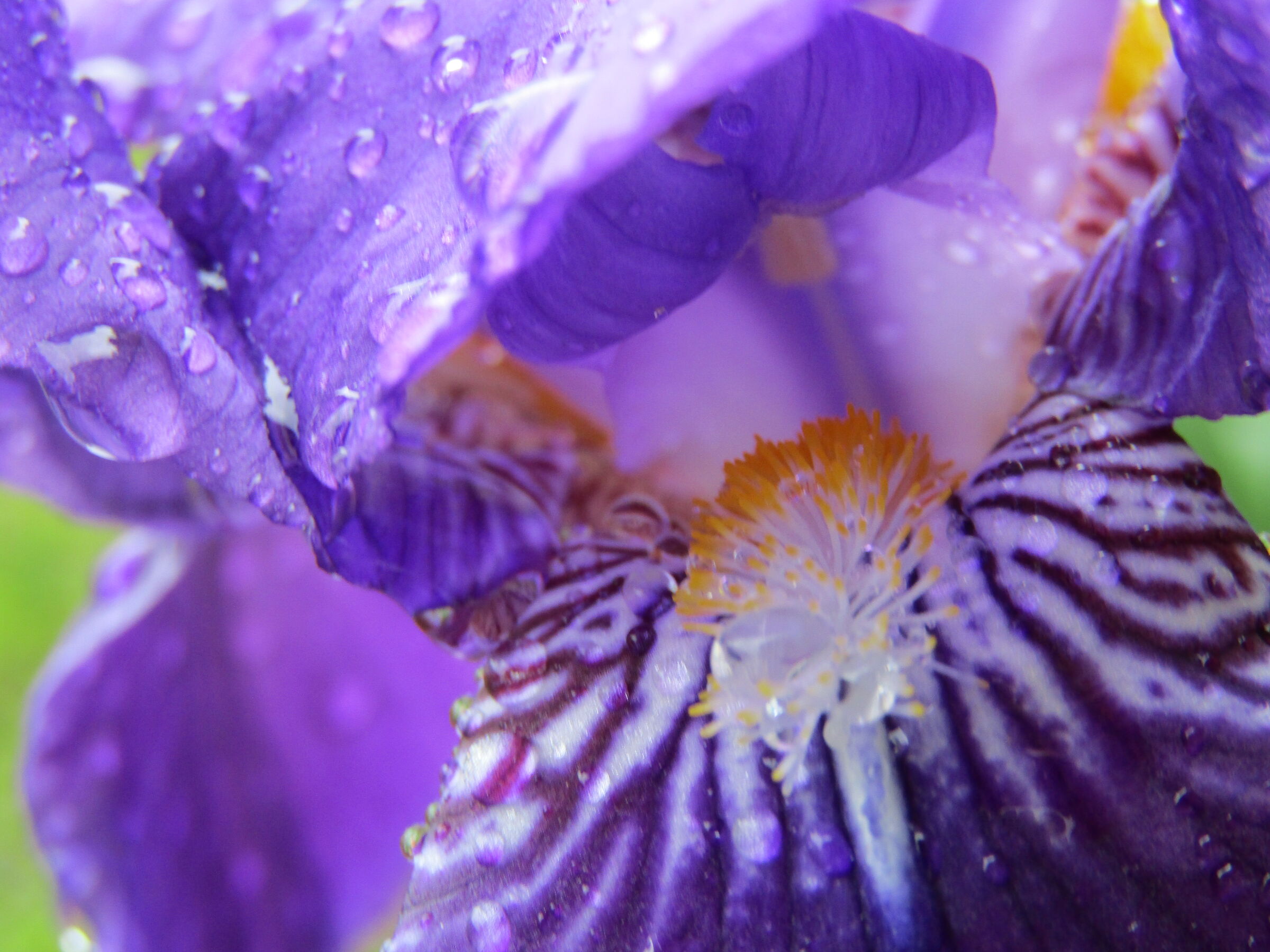 macro Iris