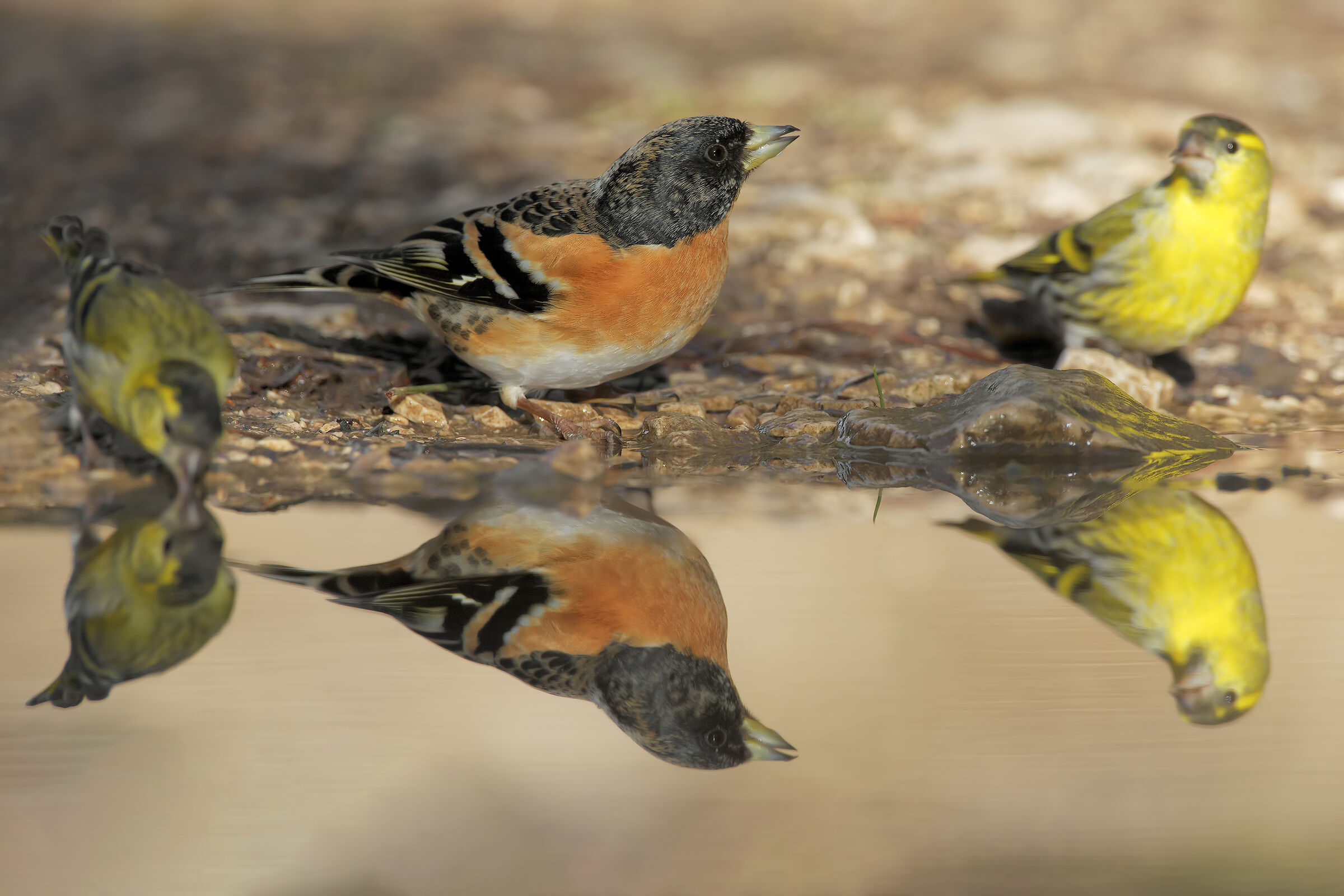 Peppola...in buona compagnia