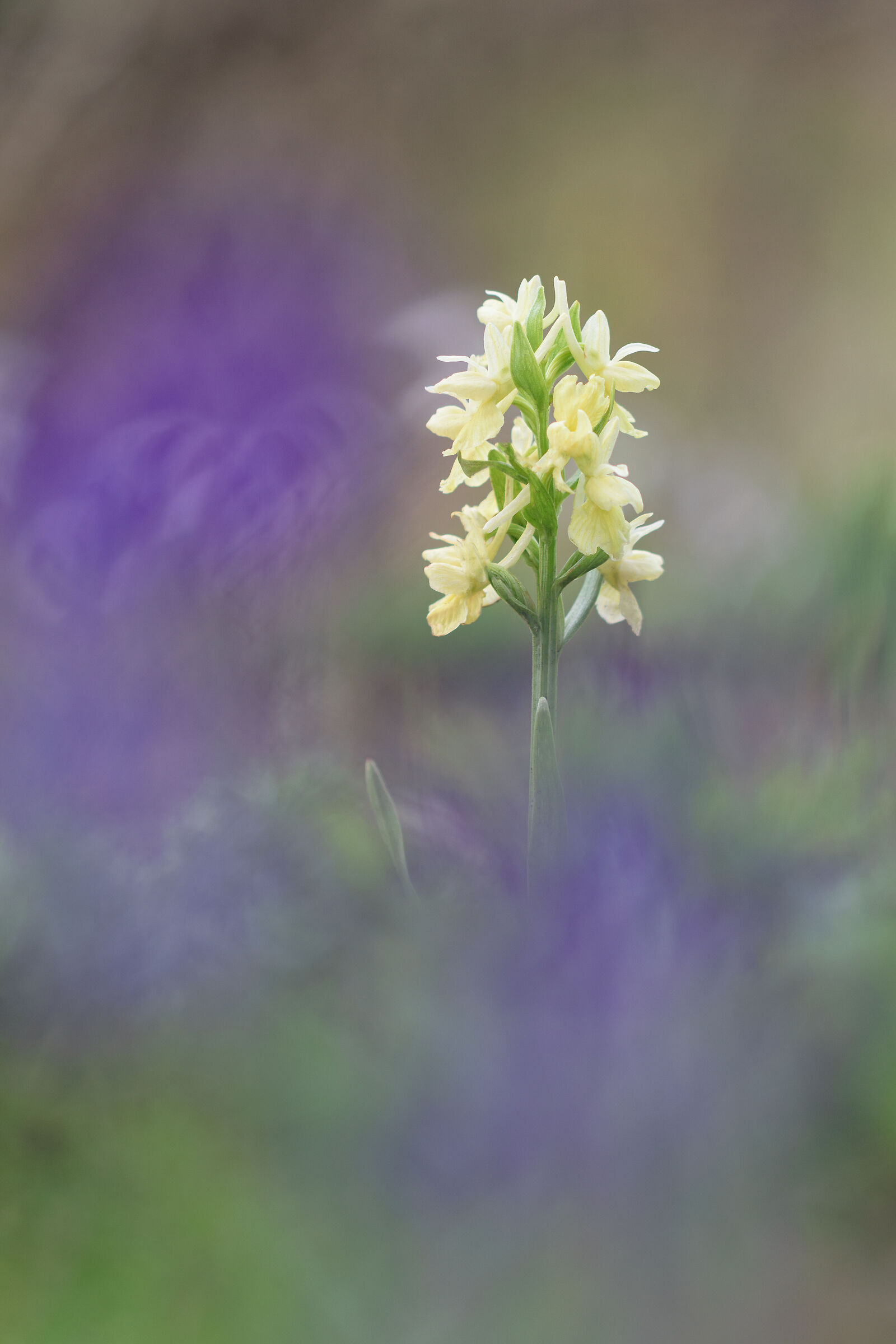 Roman Dactylorhiza 1