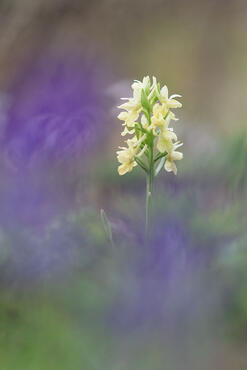 Dactylorhiza romana