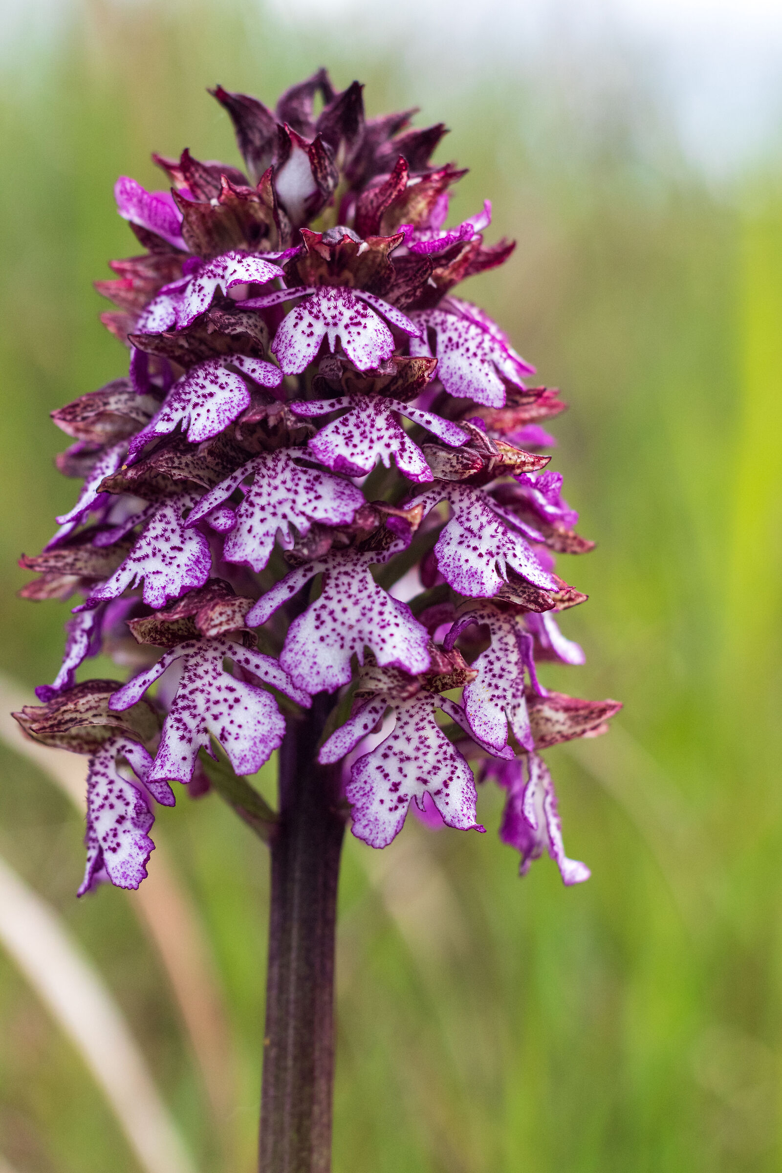 Orchis purpurea