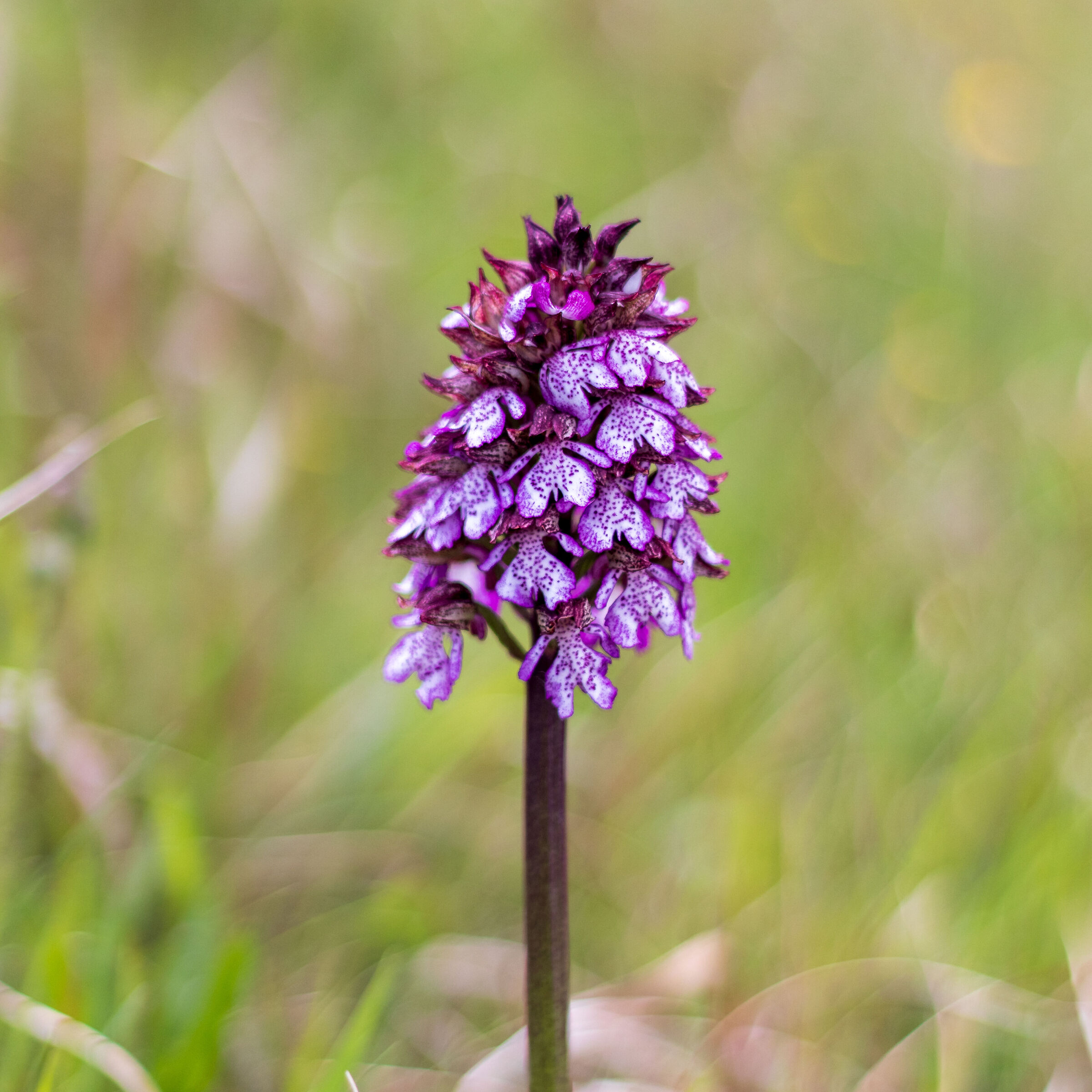 Orchis purpurea
