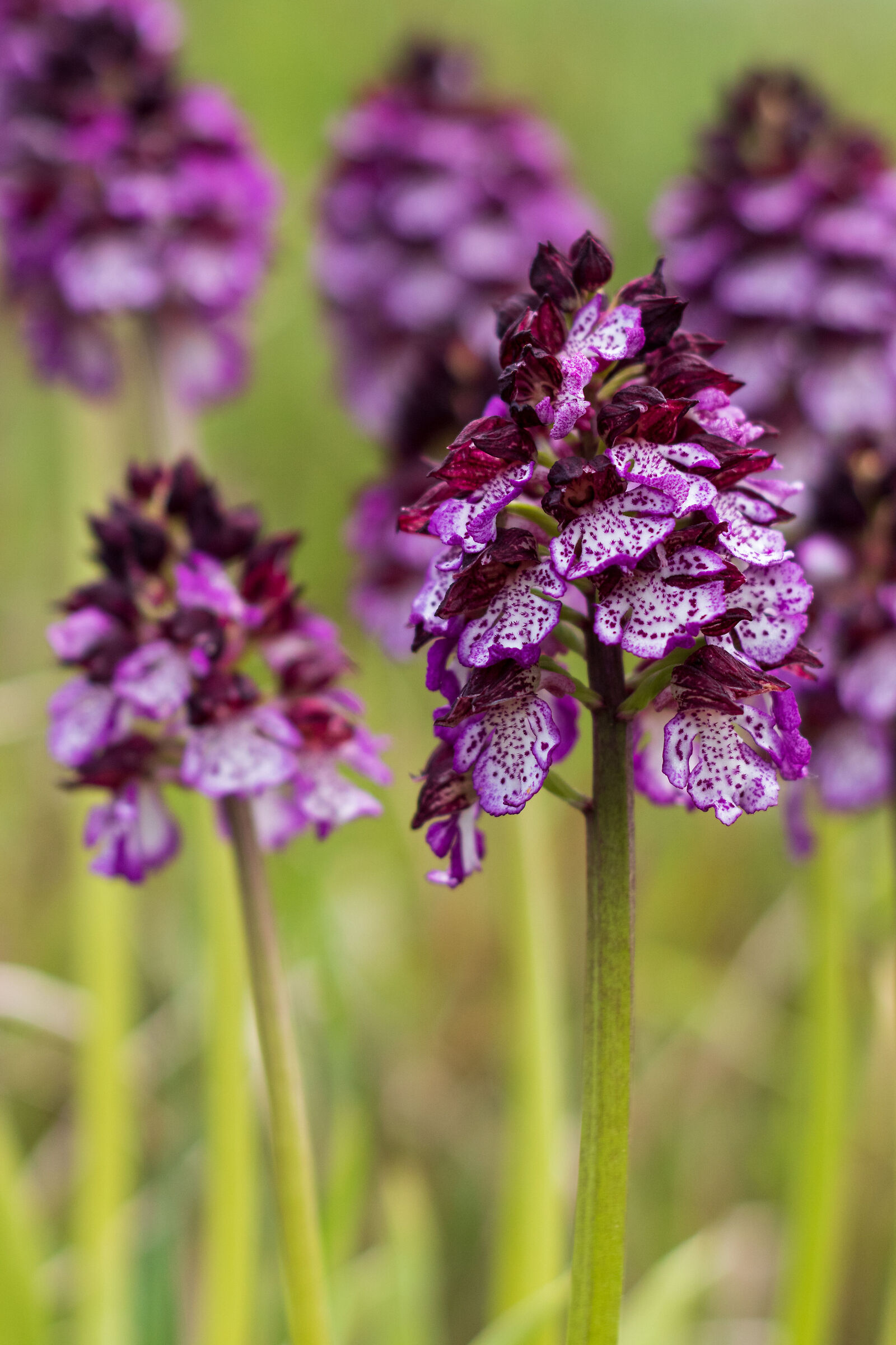 Orchis purpurea
