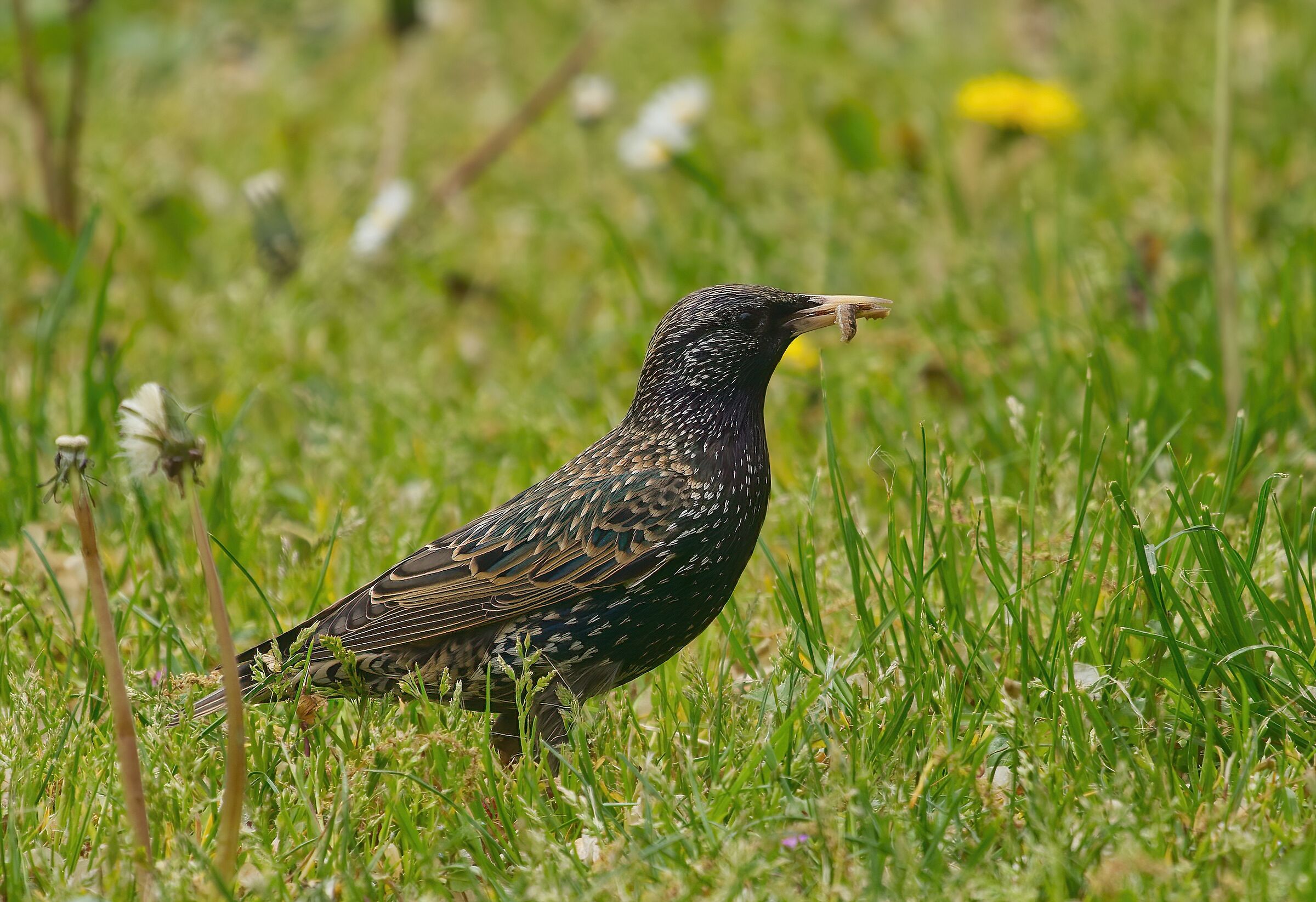 Starling hunting