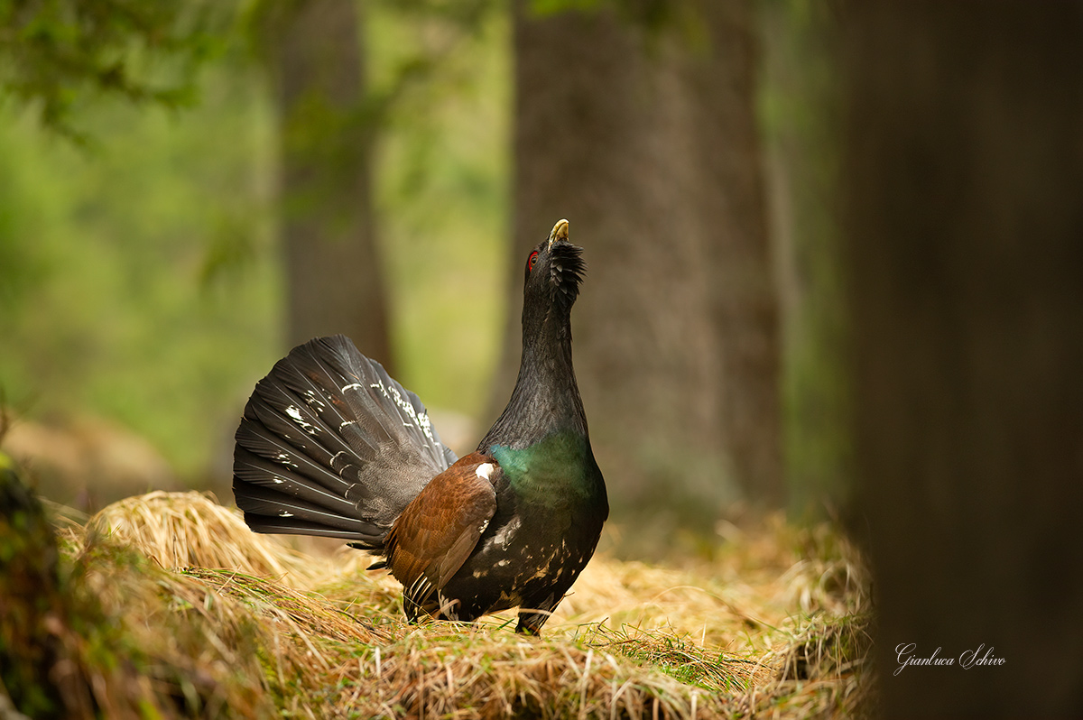 Protetto dai grandi abeti