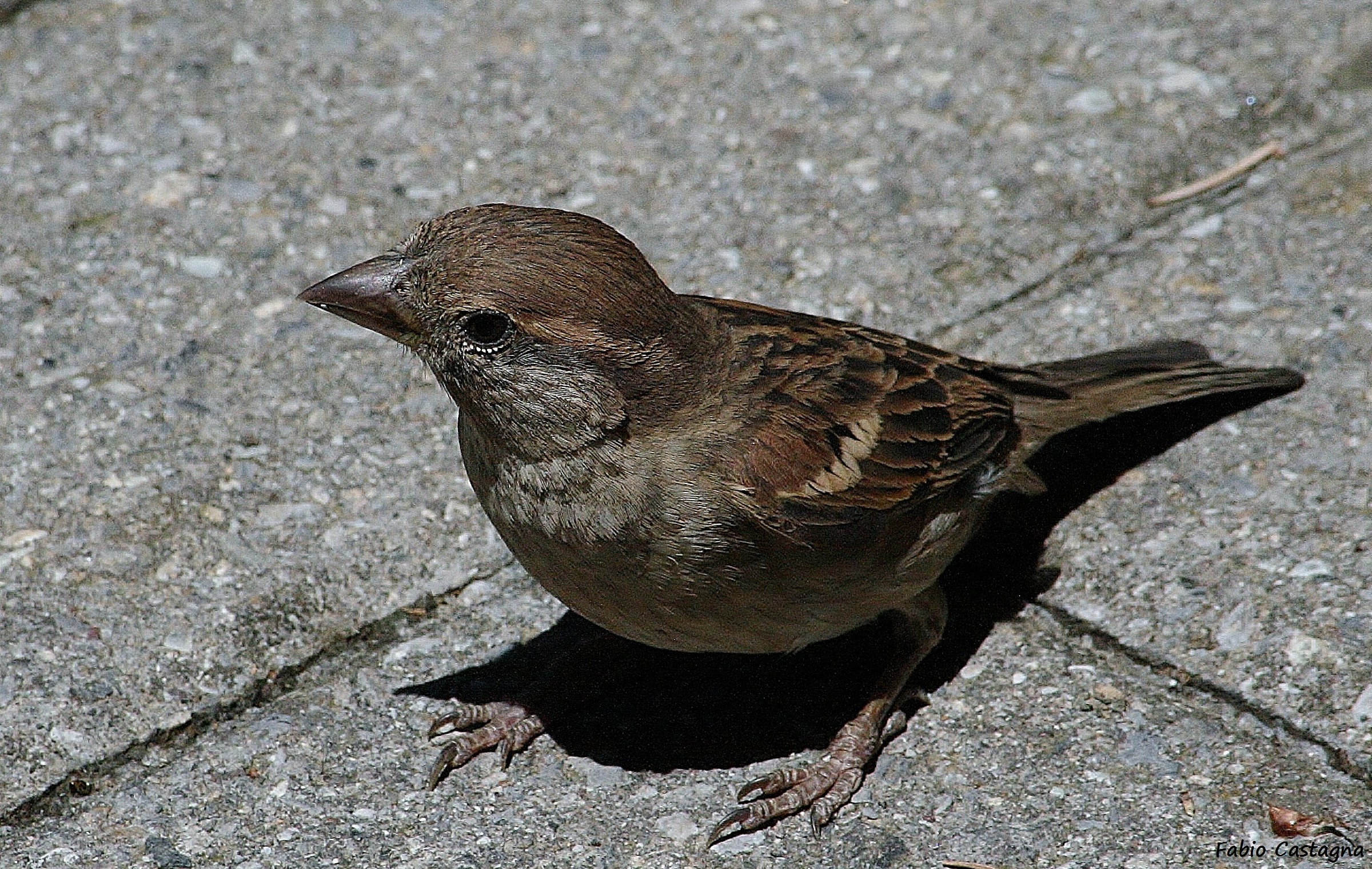 Sparrow