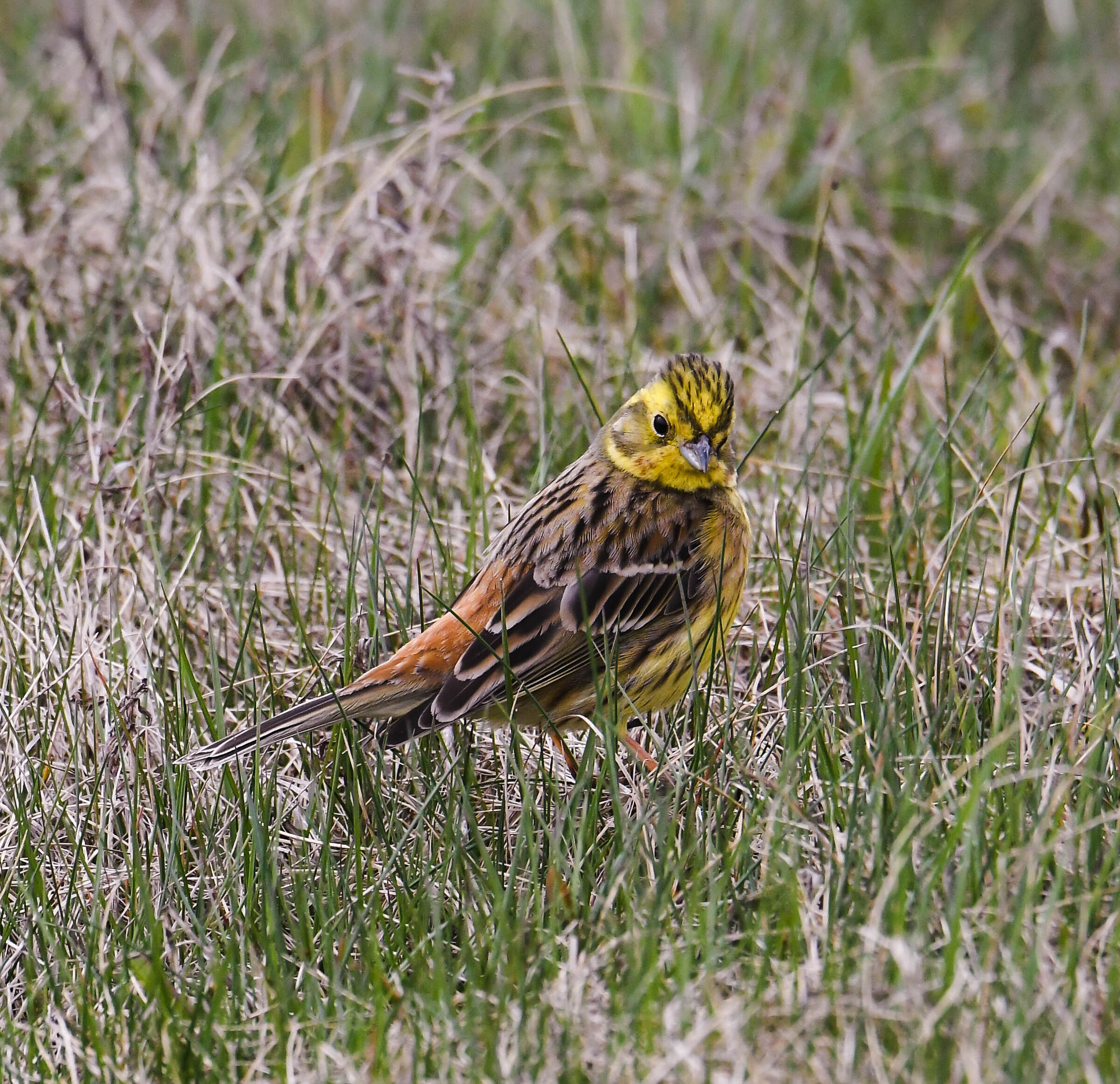 Emberiza citrinella