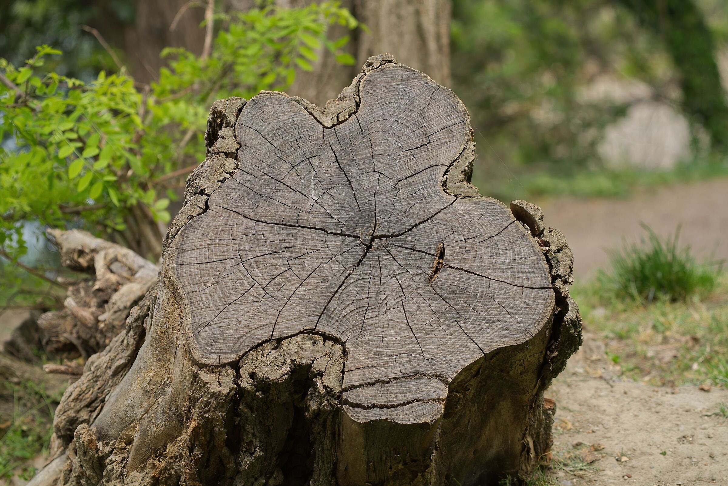 Quante storie puo' raccontare il tronco di un albero