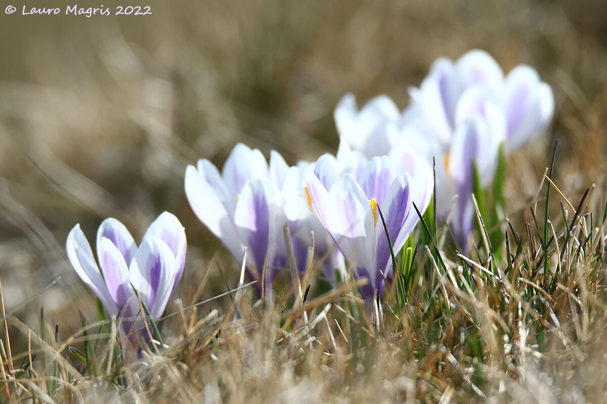 Crocus