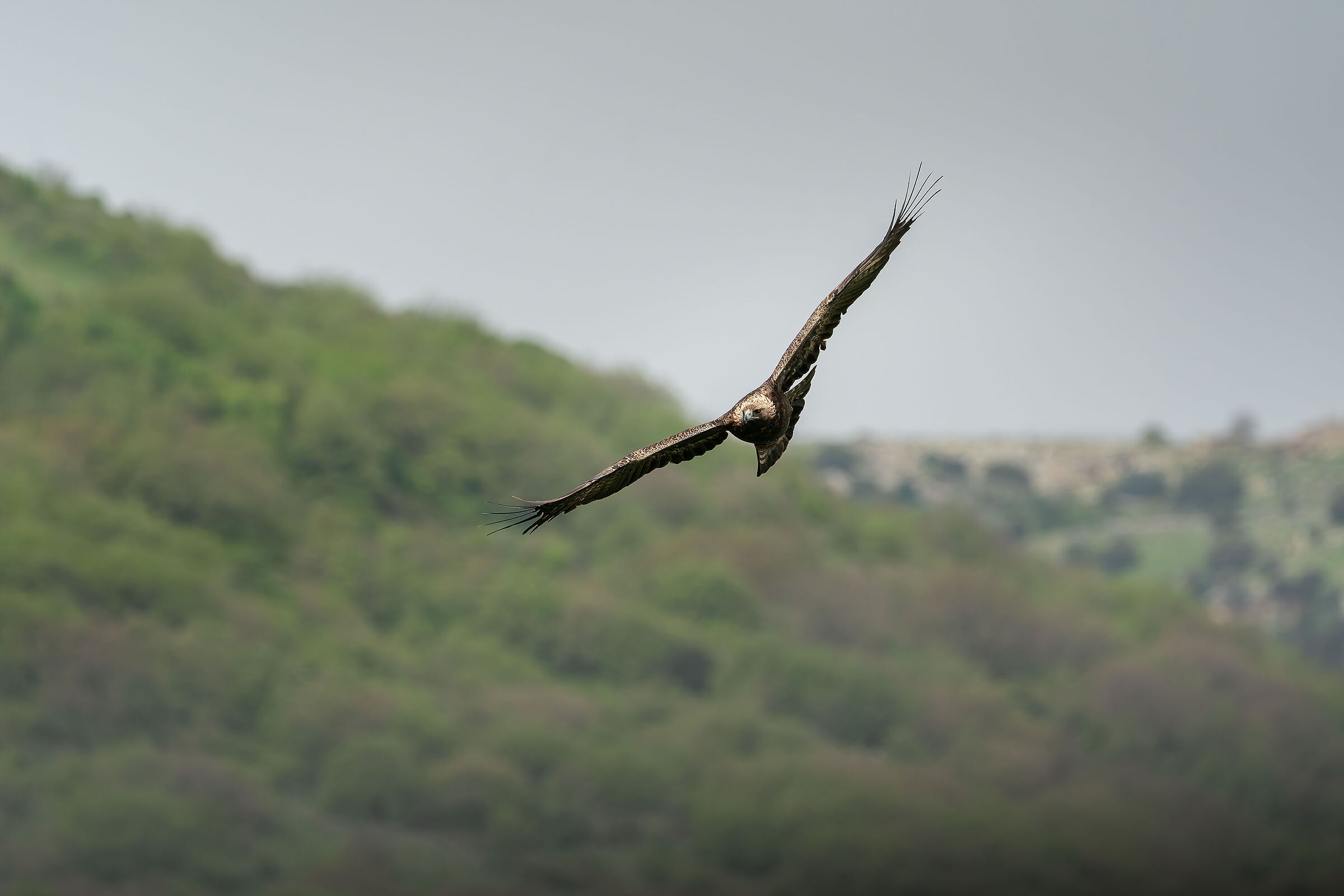 Aquila chrysaetos