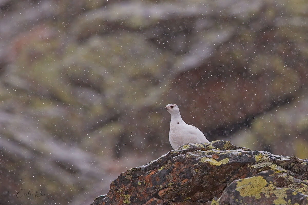 Ptarmigan