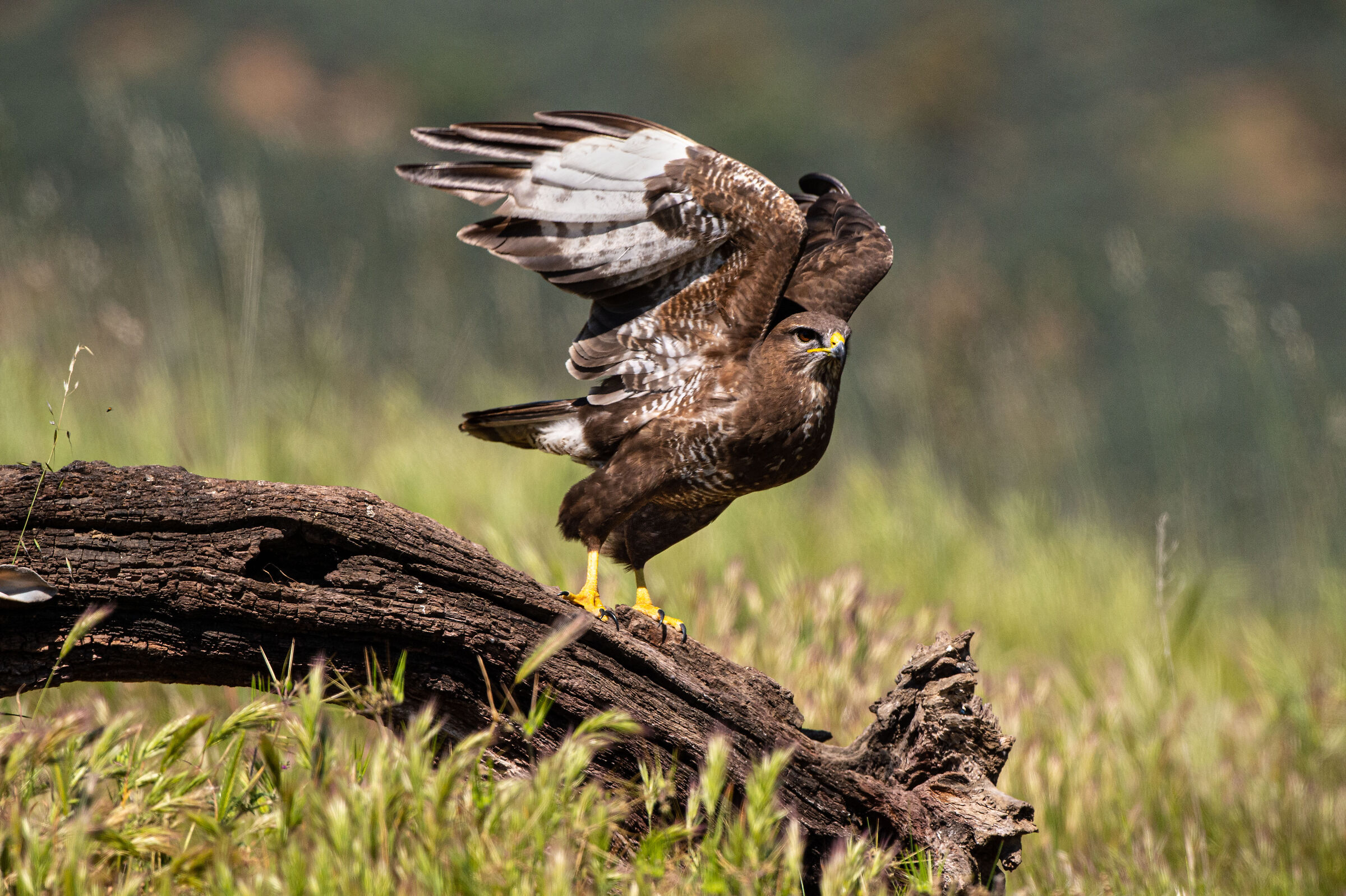 Take-off of the Buzzard