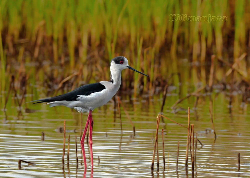 Cavaliere ambientato alle calde luci del tramonto