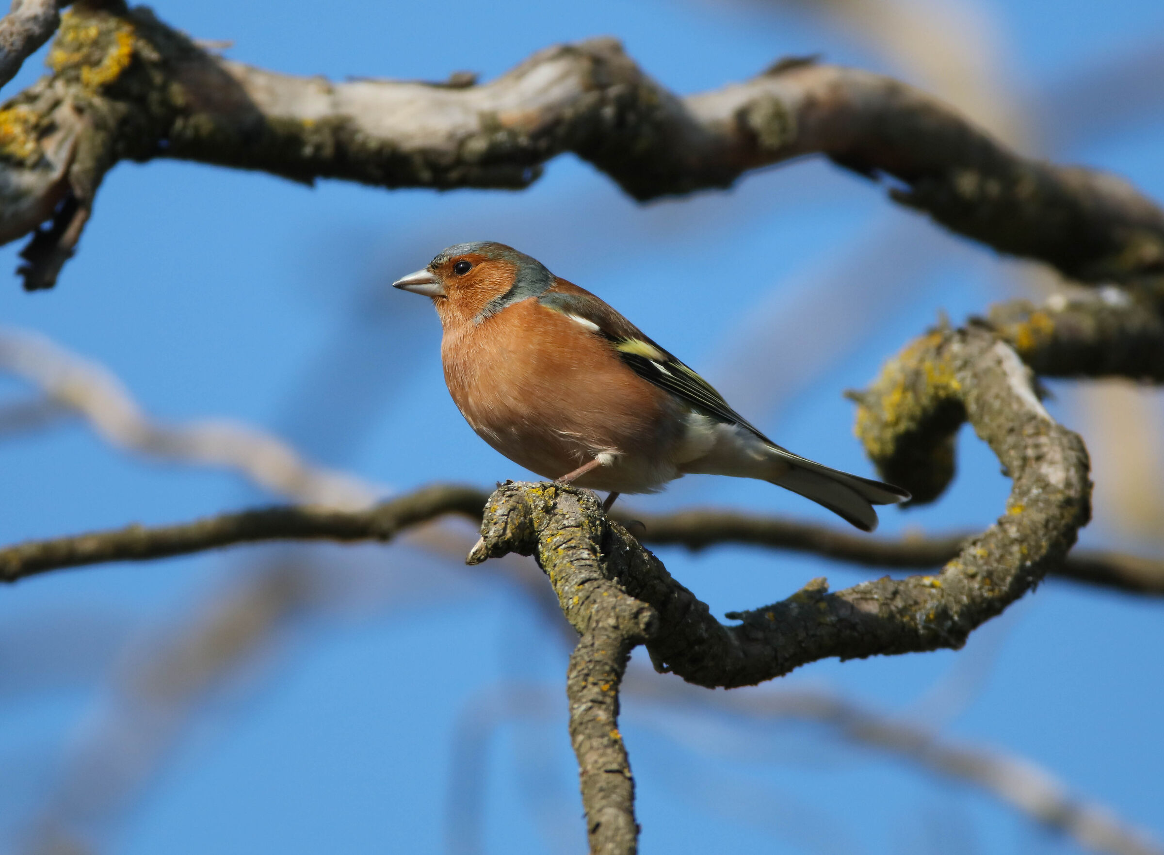 The favorite chaffinch roost