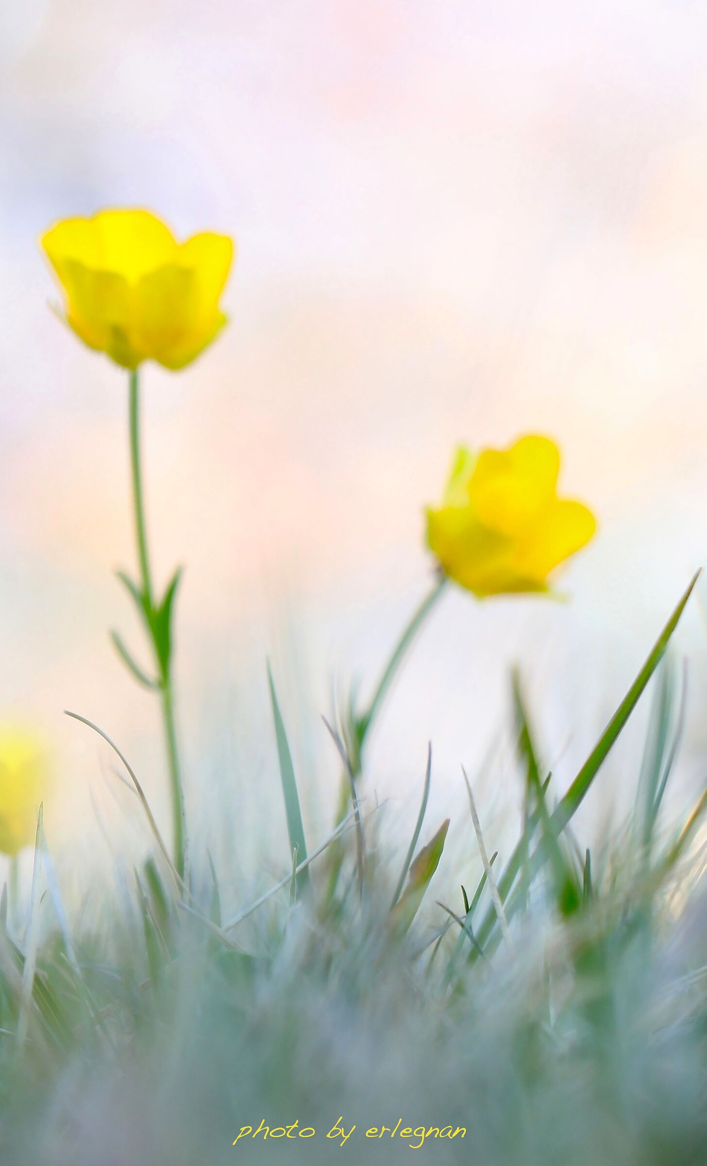 Giocando con lo sfocato