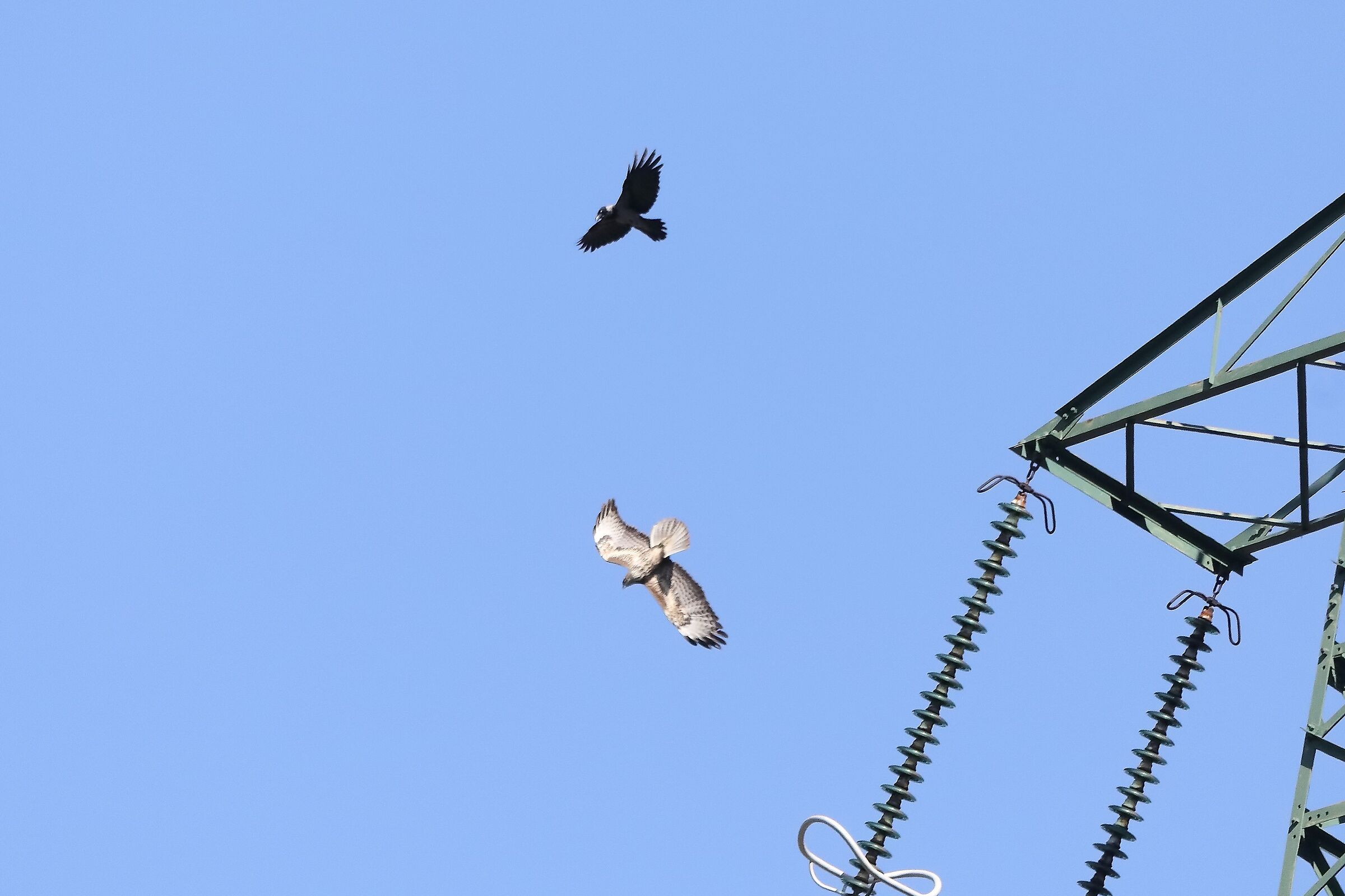 buzzard 11-04-2022