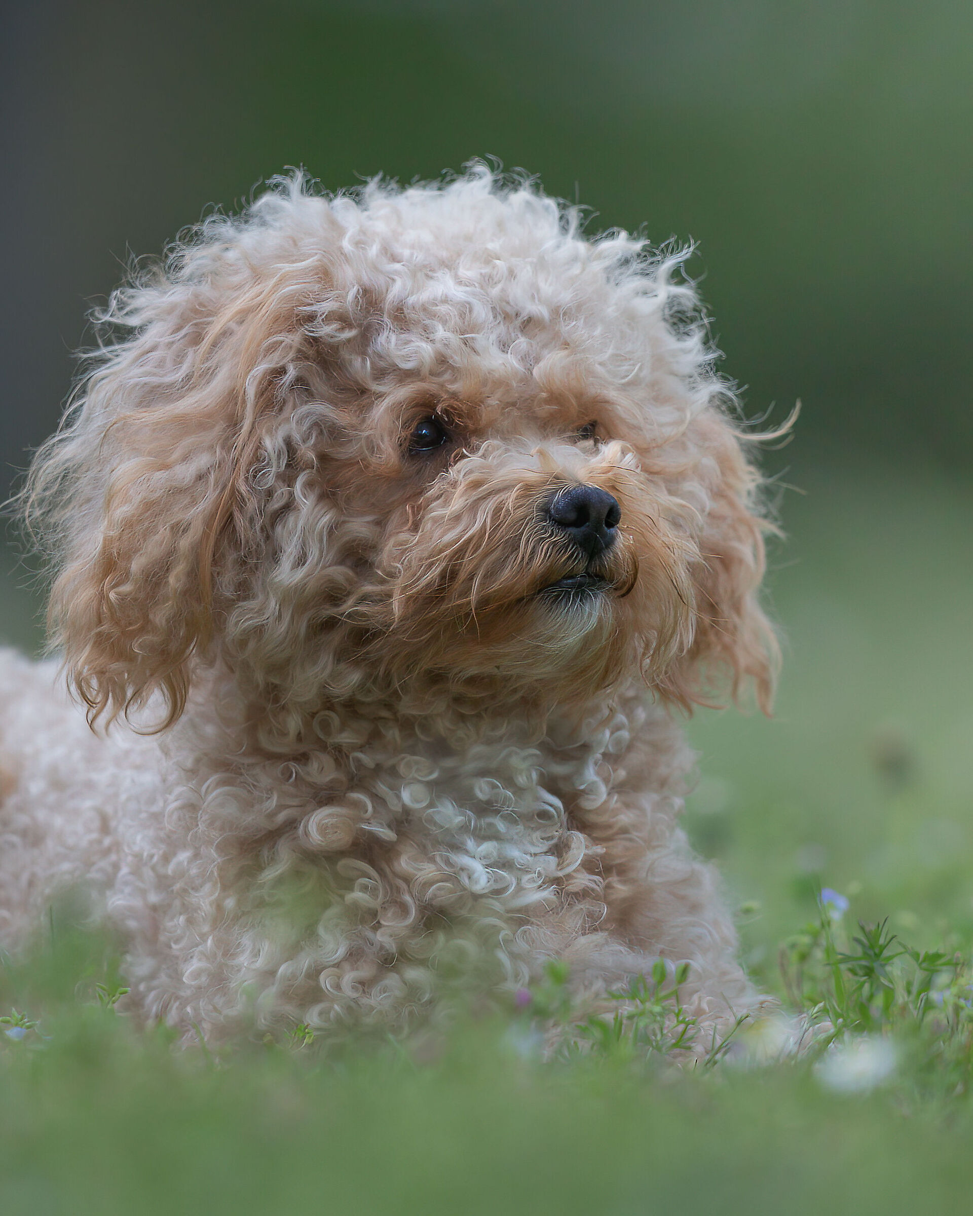 An afternoon with Leopoldo