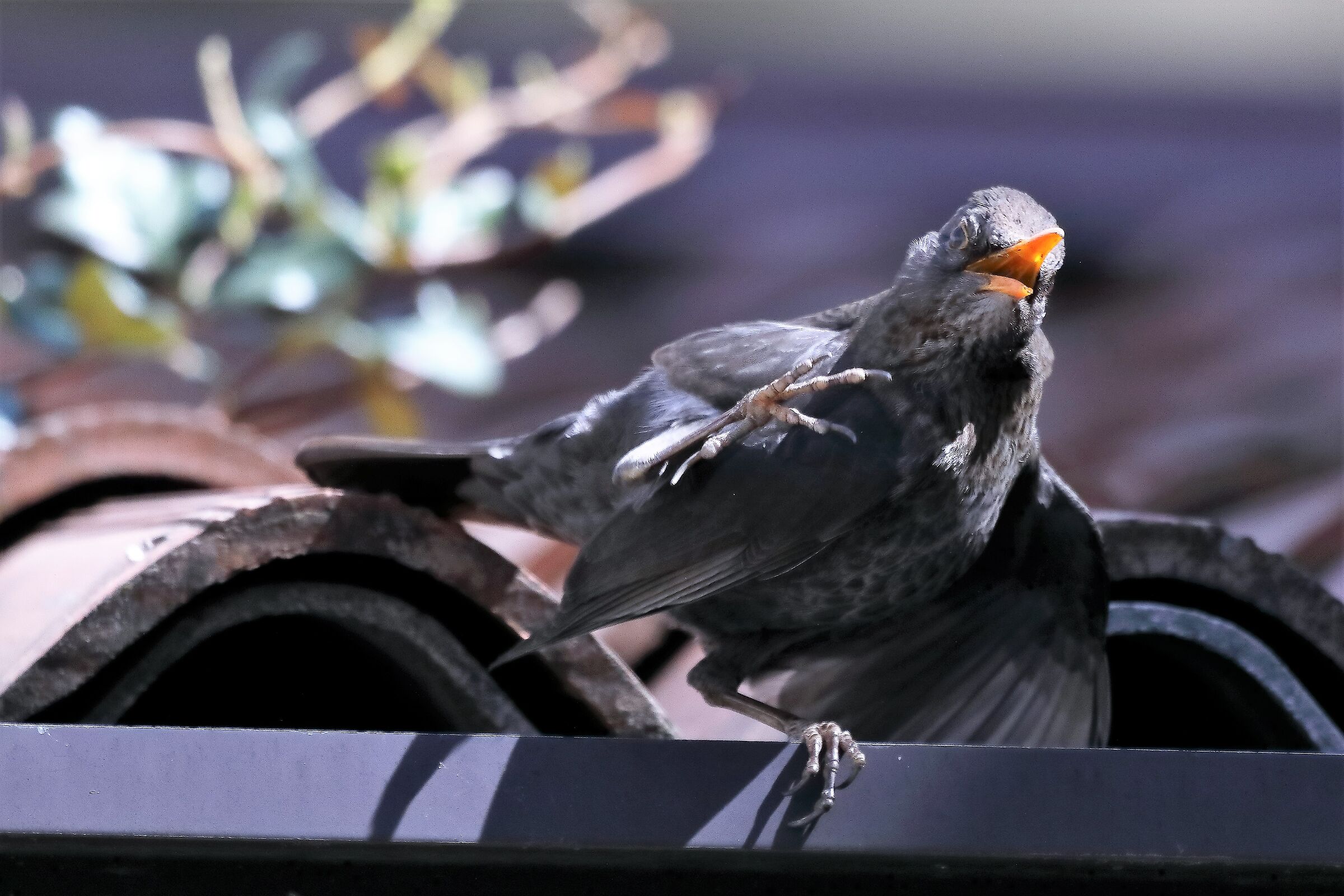 blackbird 12-04-2022