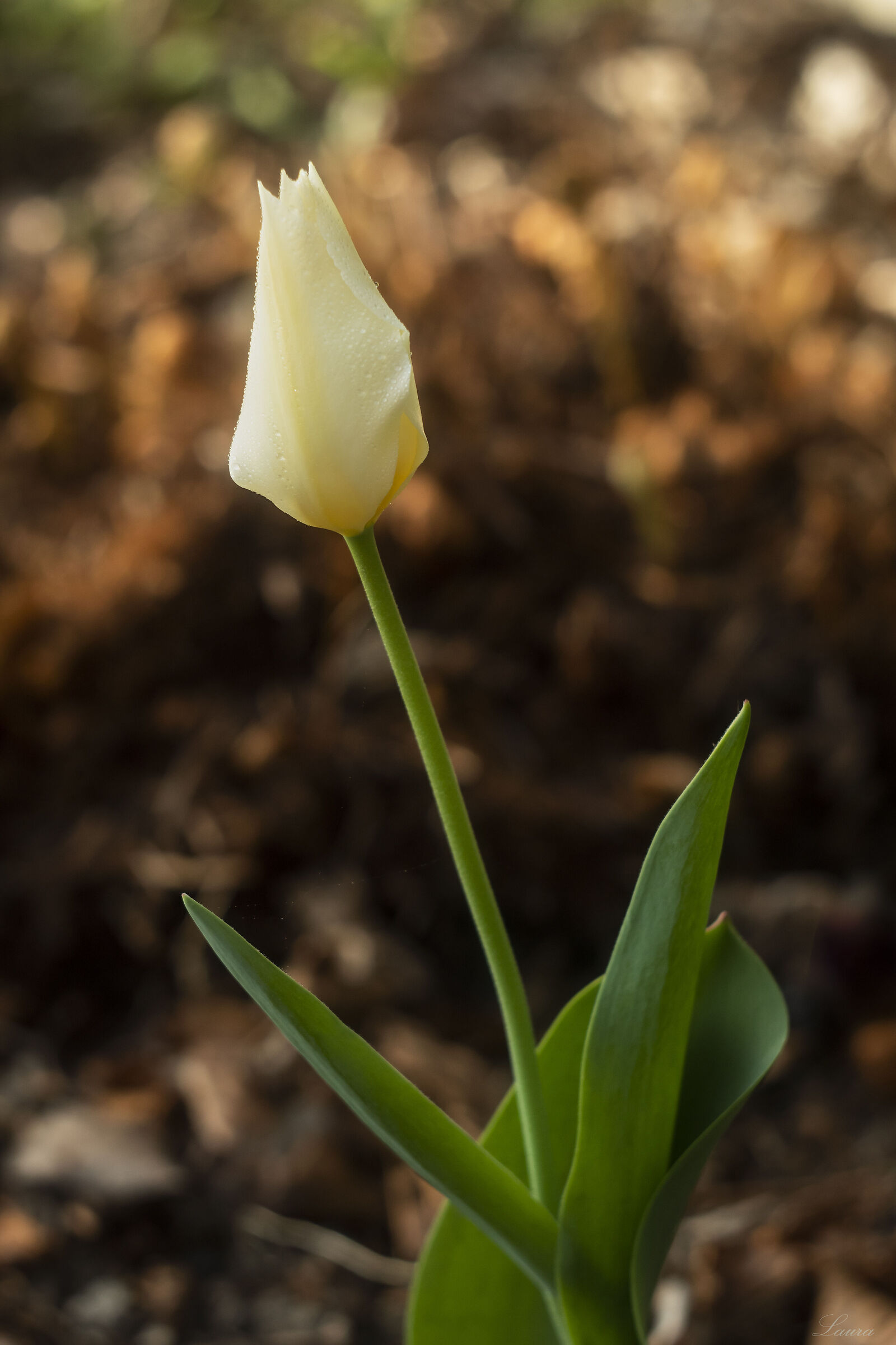 Tulipano solitario