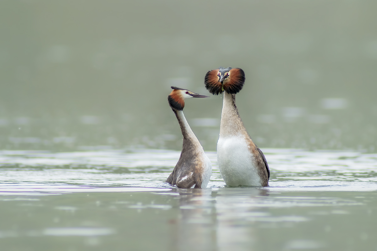 Grebes in love