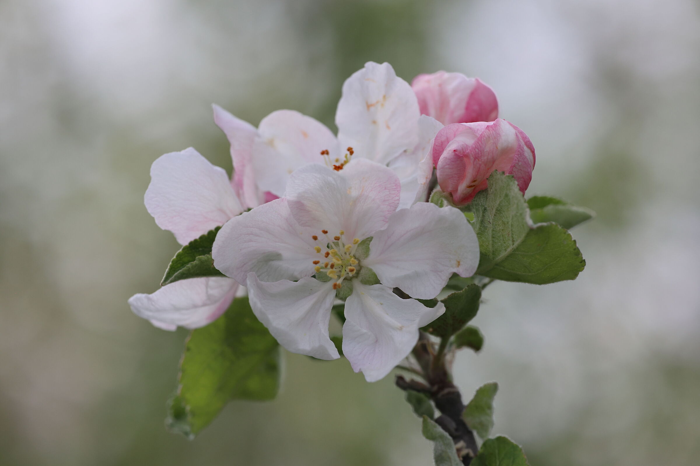 Apple blossoms 2