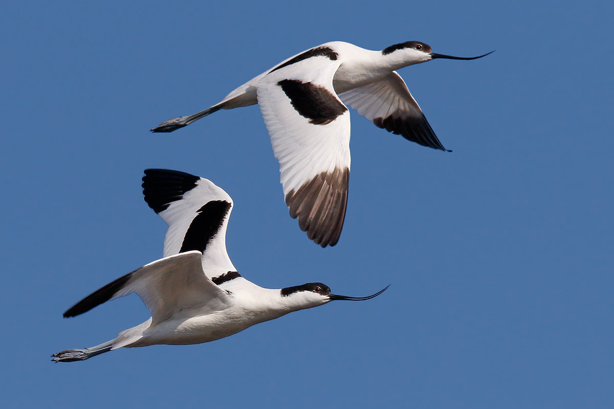 Avocetta