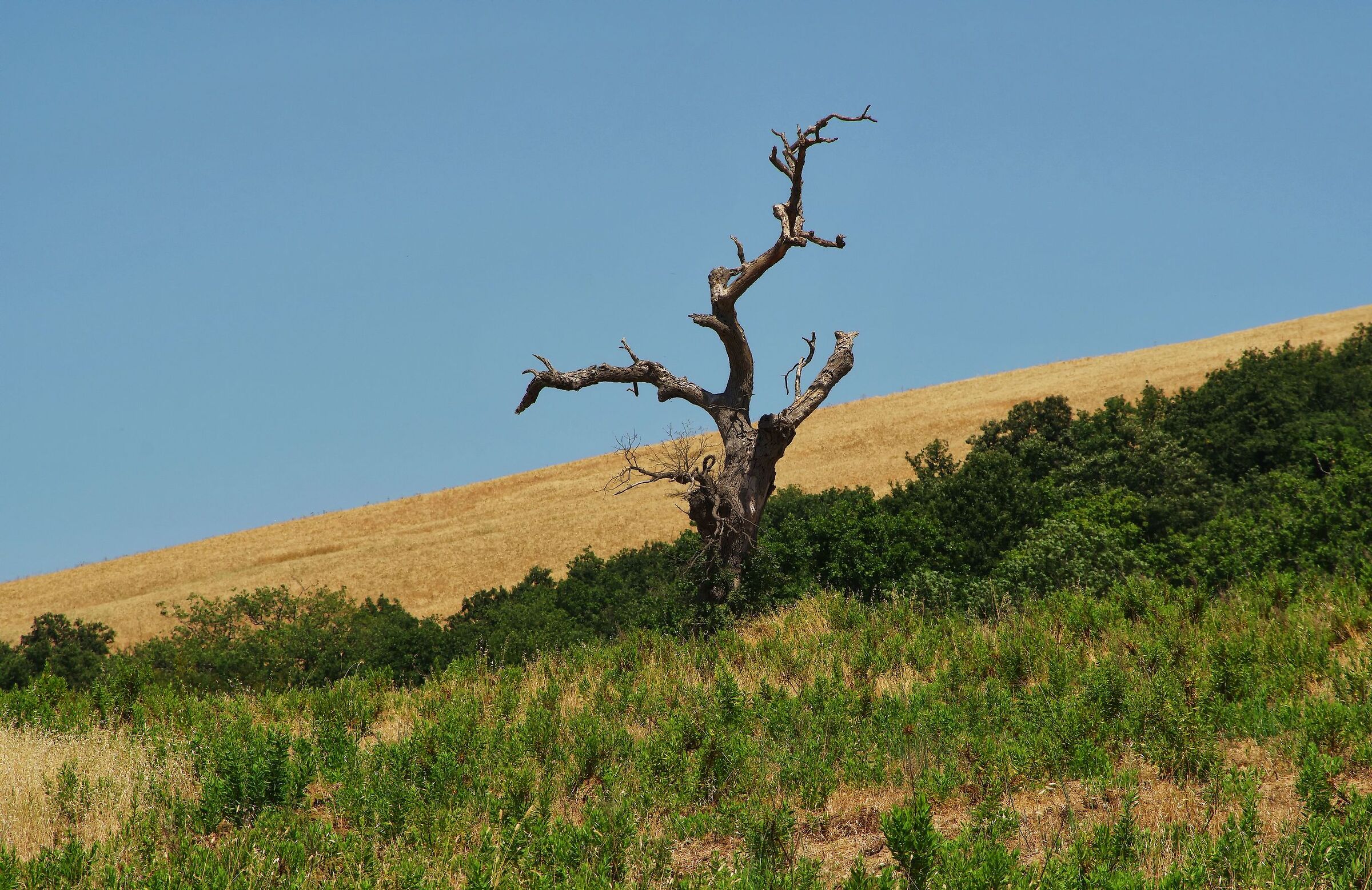 contortions and straight lines