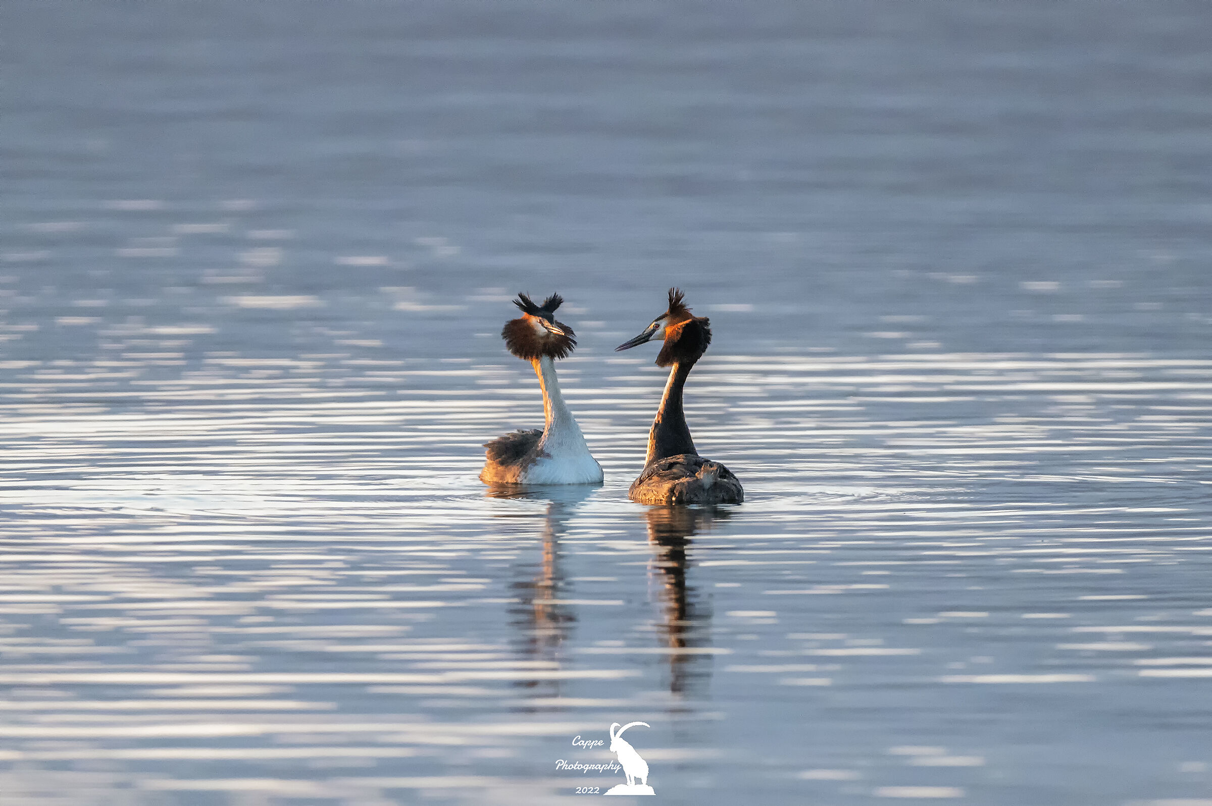 Coppia di Svasso Maggiore (Podiceps Cristatus - L.)