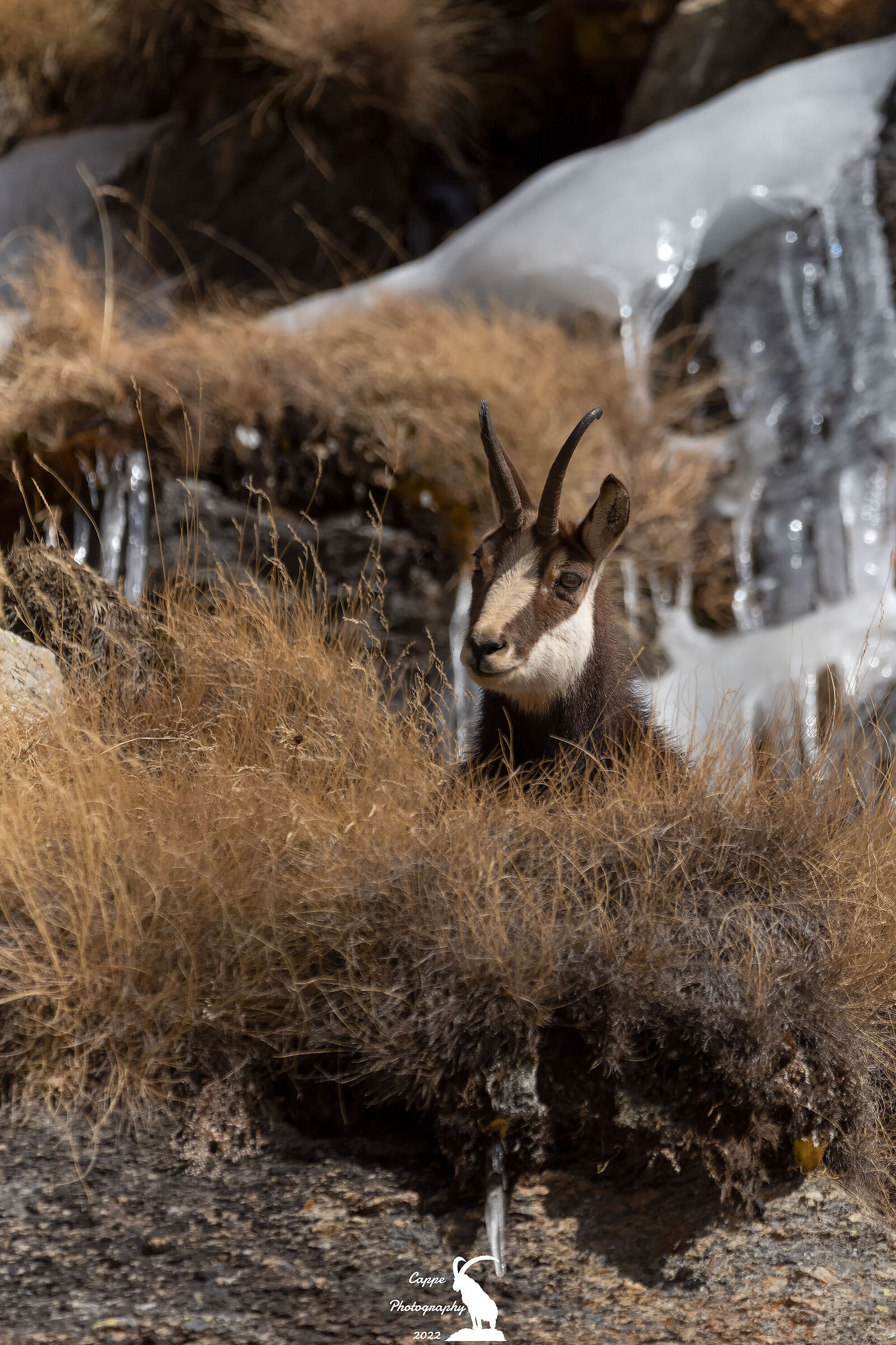 Camoscio Alpino (Rupicapra Rupicapra - L.)