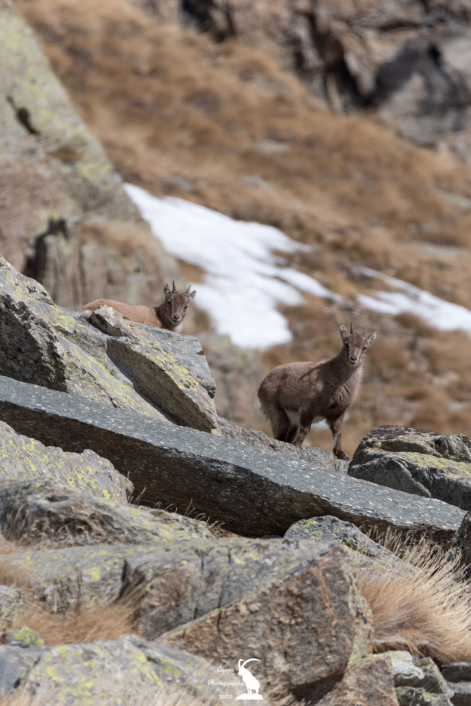 Giovanissimi Stambecchi delle Alpi (Capra Ibex - L.)