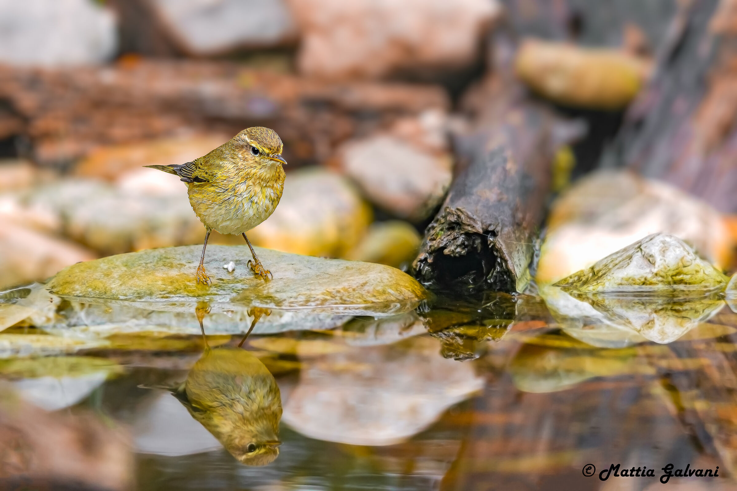 The Luì and the mirror...