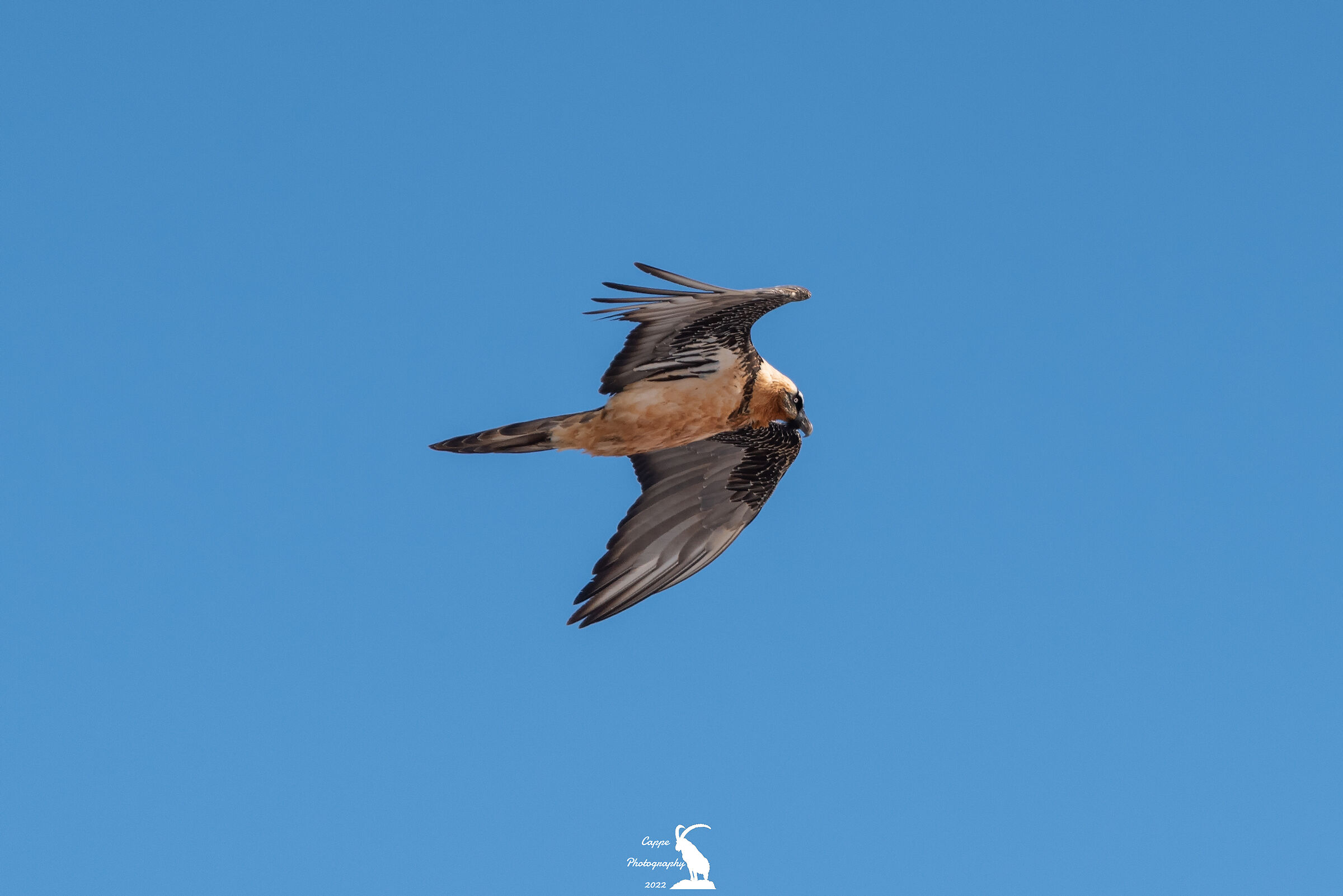 Gipeto (Gypaetus Barbatus - Storr)