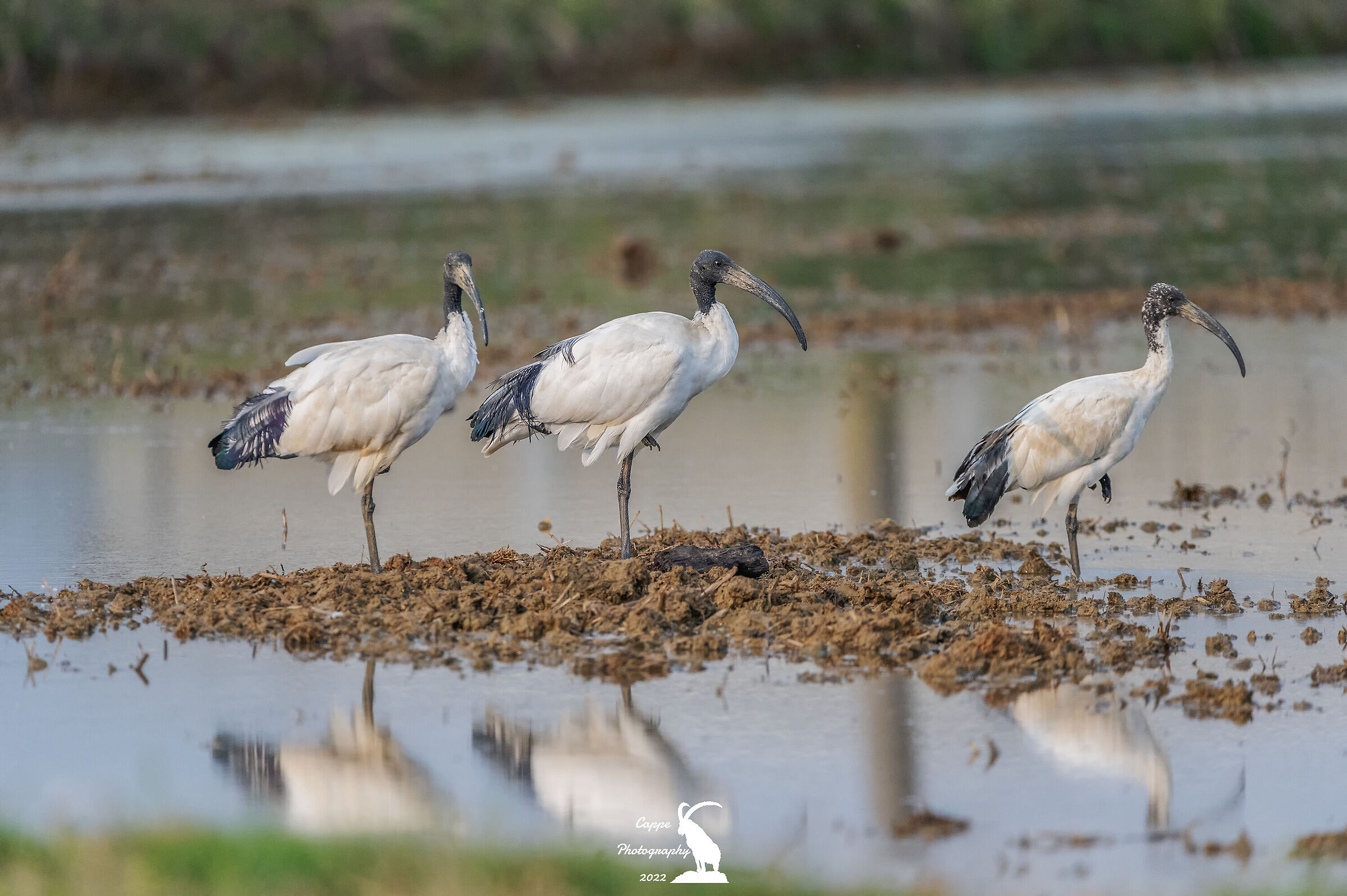 Ibis Sacro Africano (Threskiornis Aethiopicus - Latham)