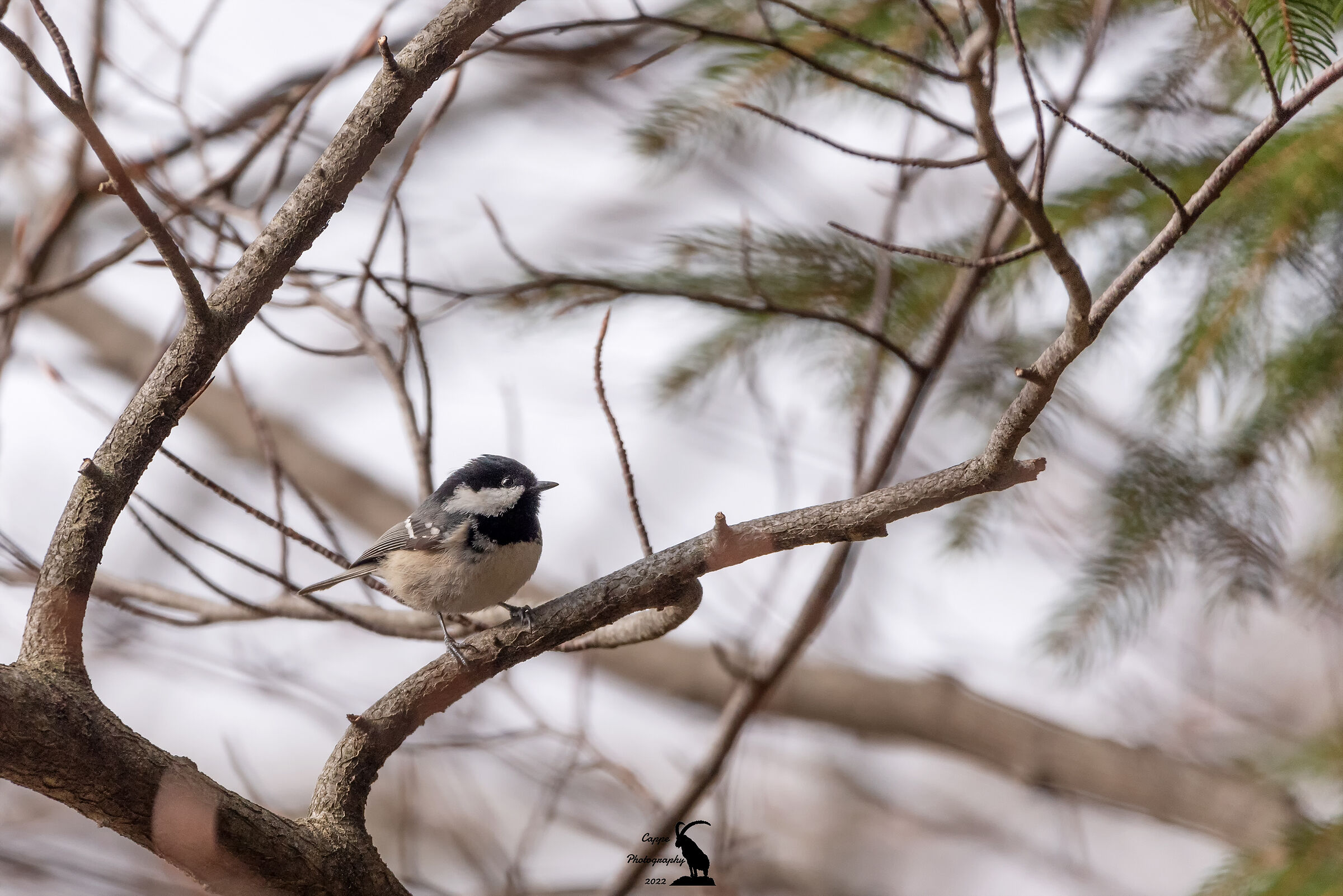 Cincia Mora (Periparus Ater - L.)