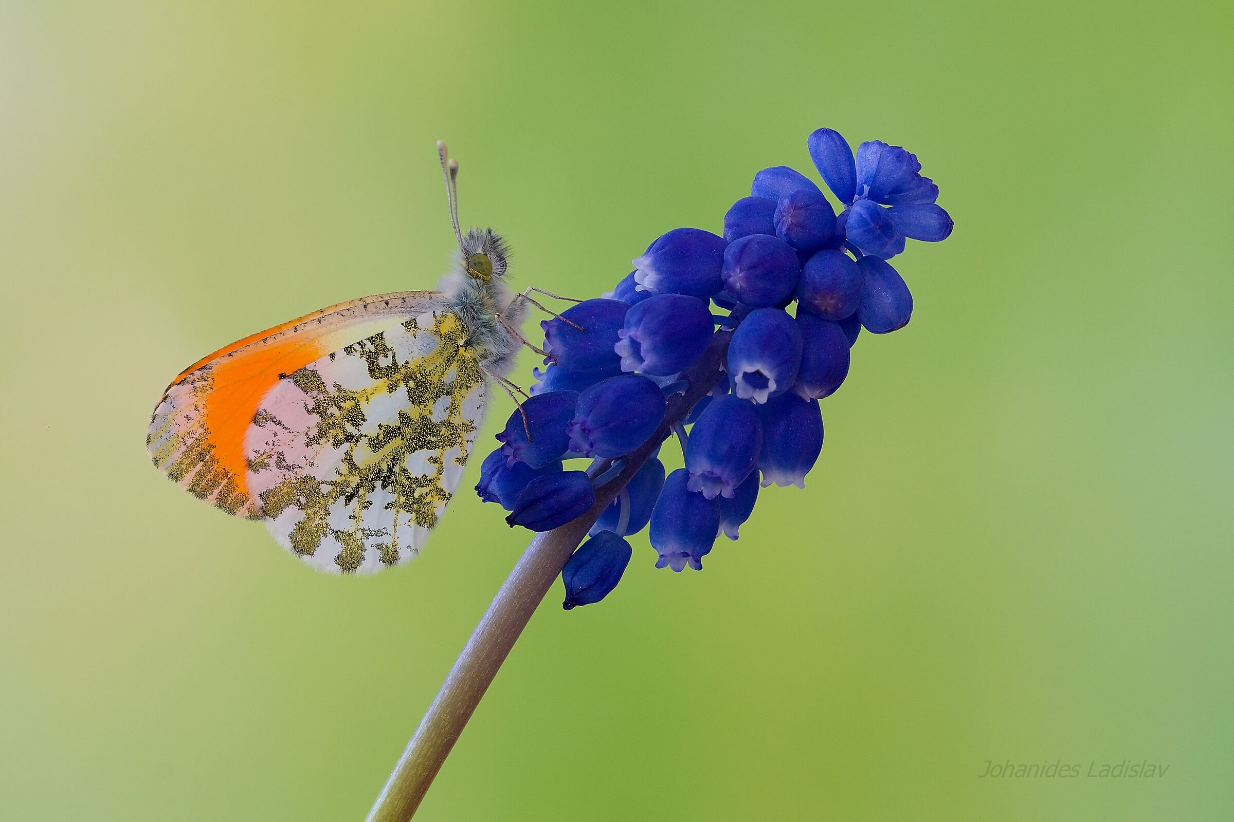 Anthocharis cardamines (male)