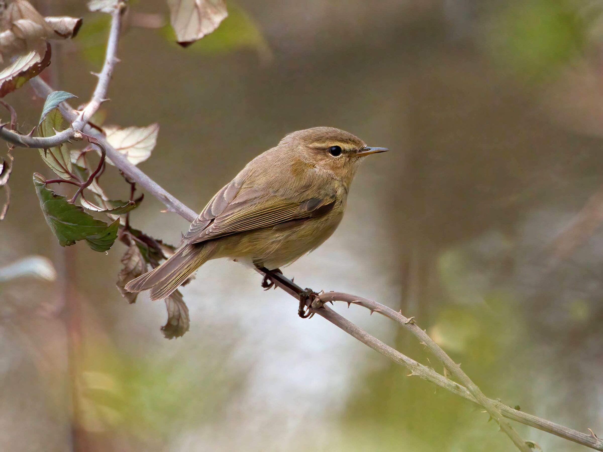 Chiffchaff