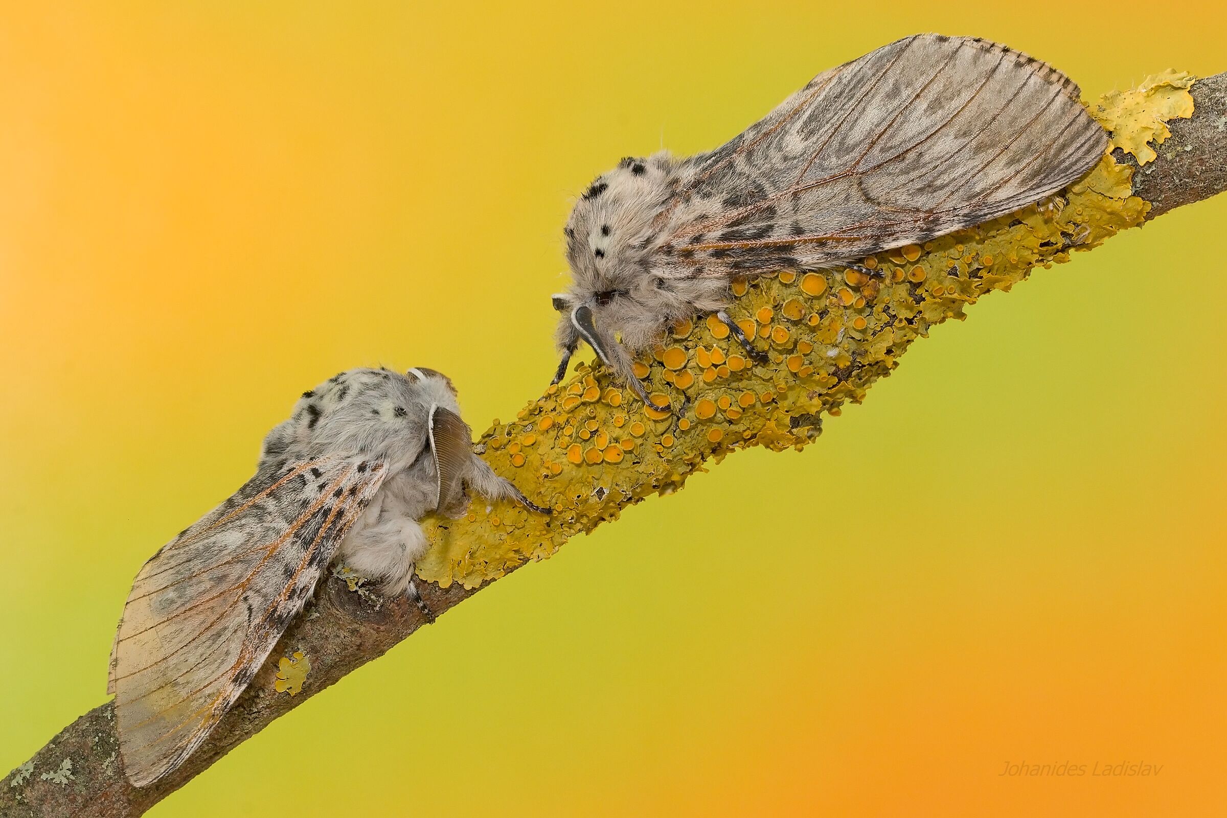Cerura vinula (male+female)