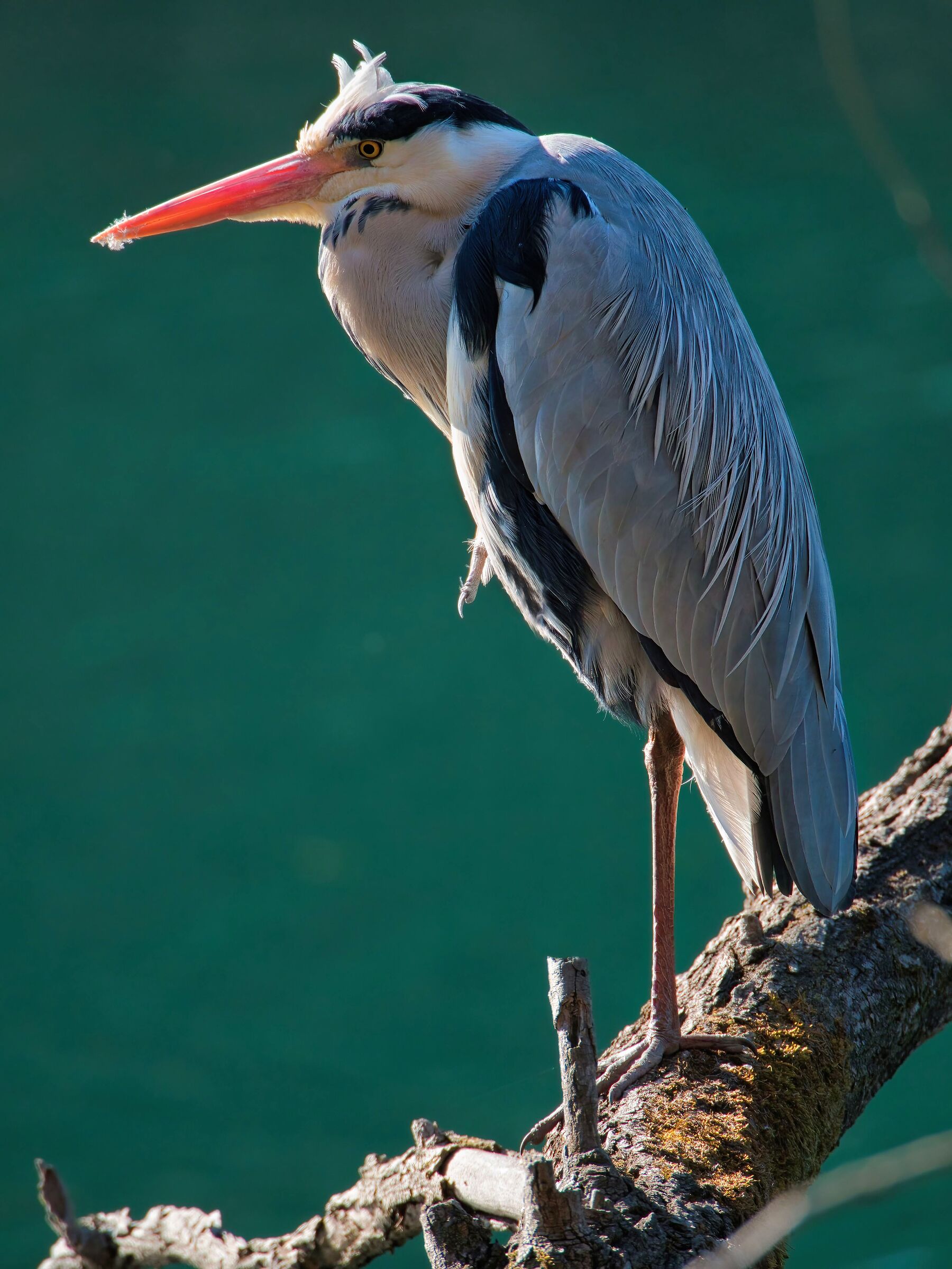 Grey heron