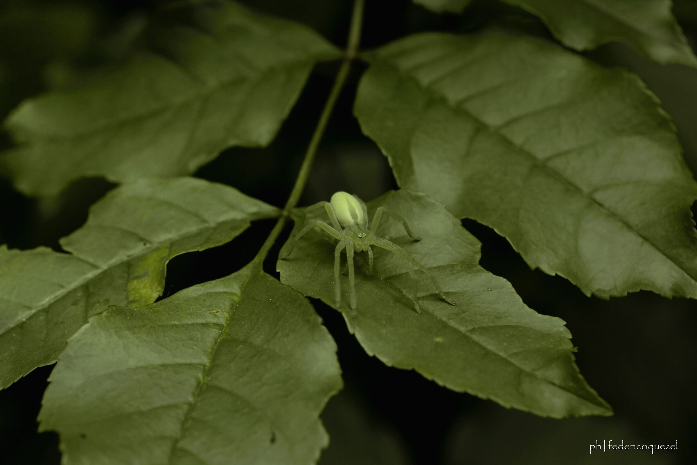 Micrommata virescens