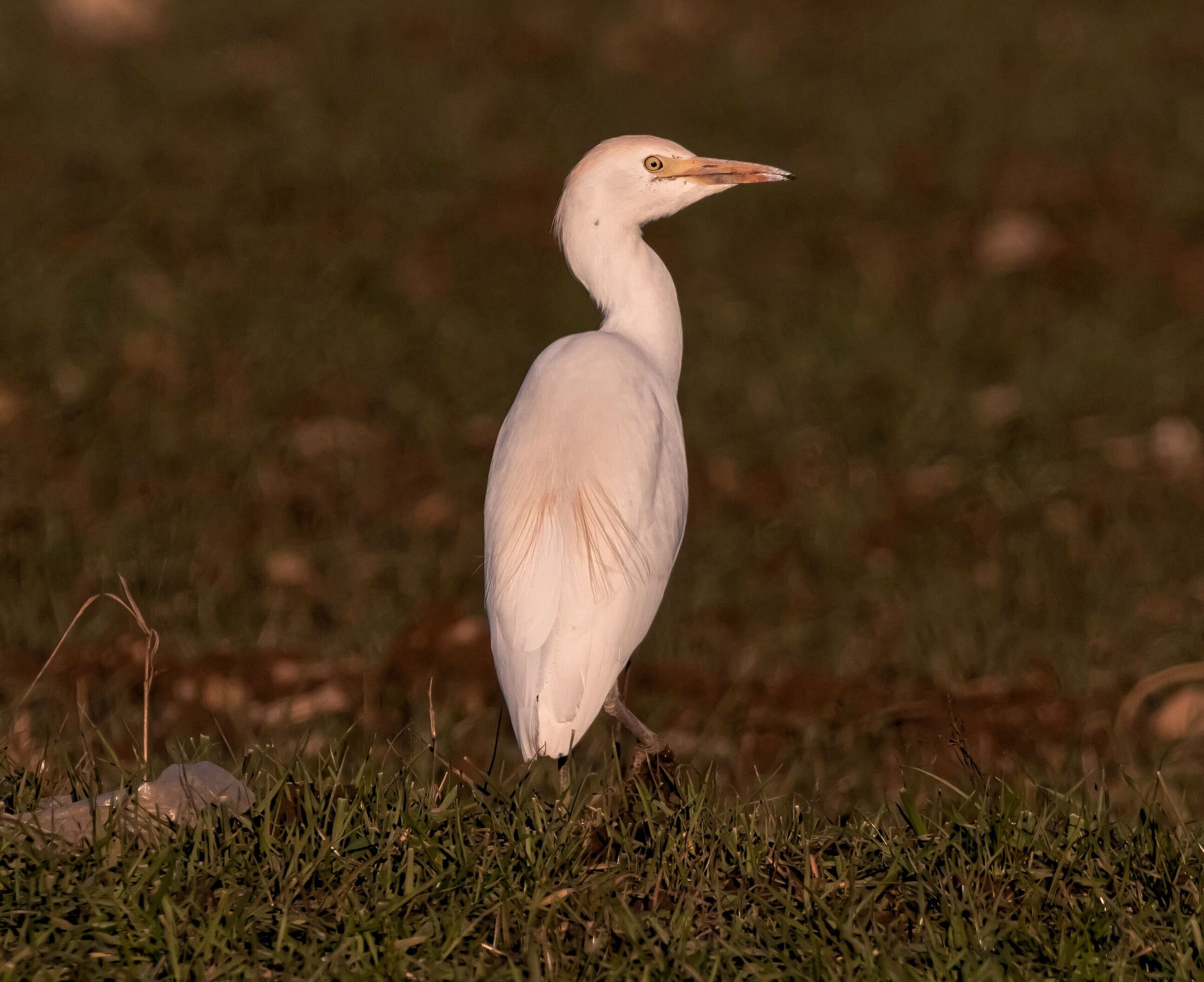 heron gurdabuoi walking in a field 15/01/2022
