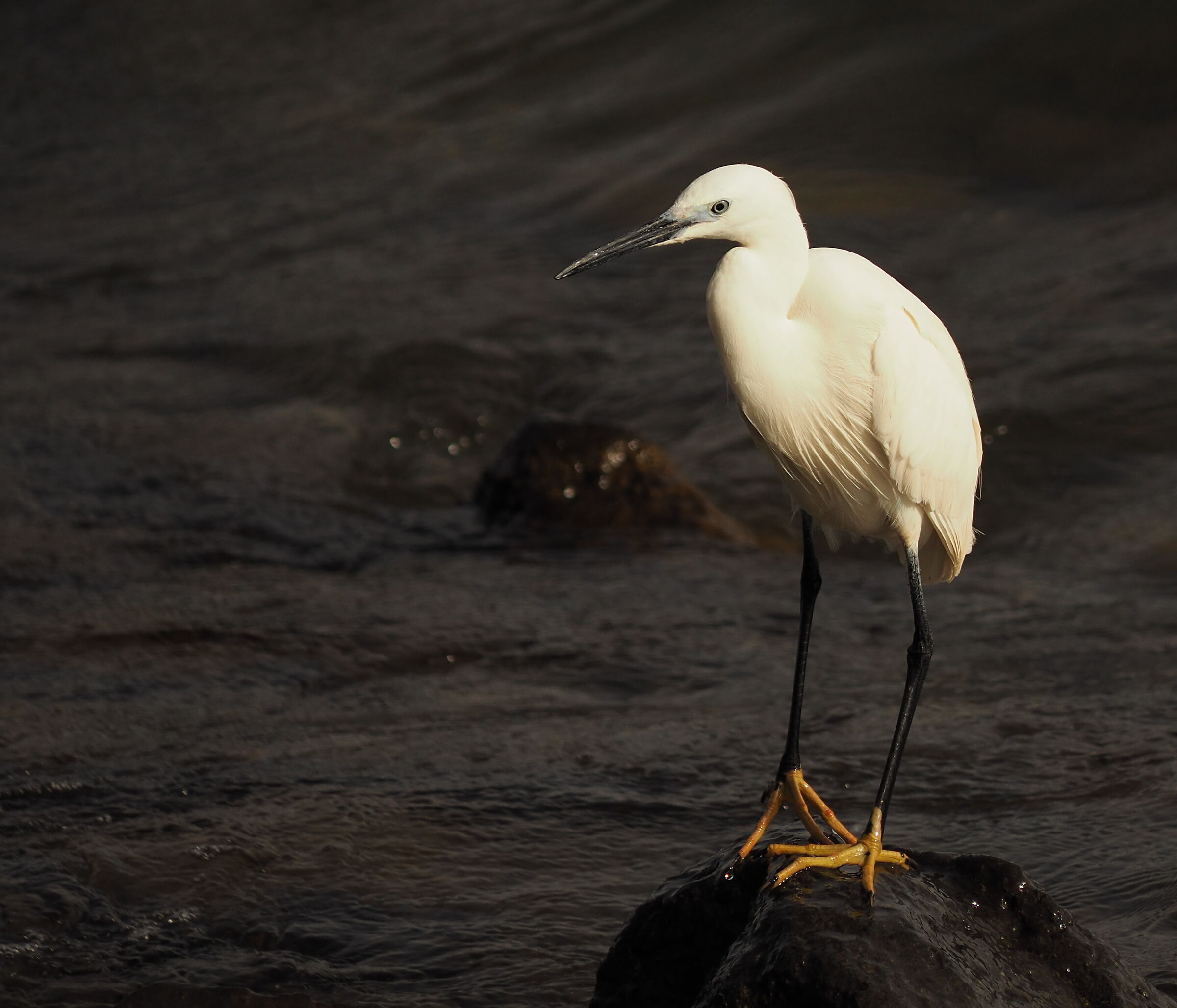 Egret (Egretta garzetta)
