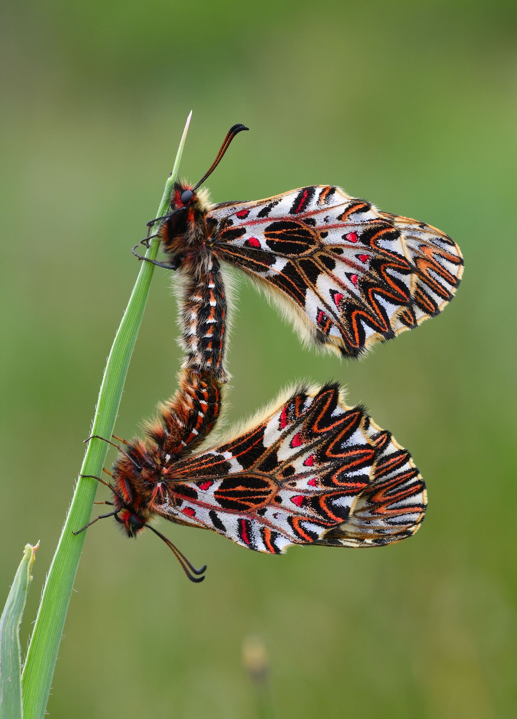 zerynthia in love...