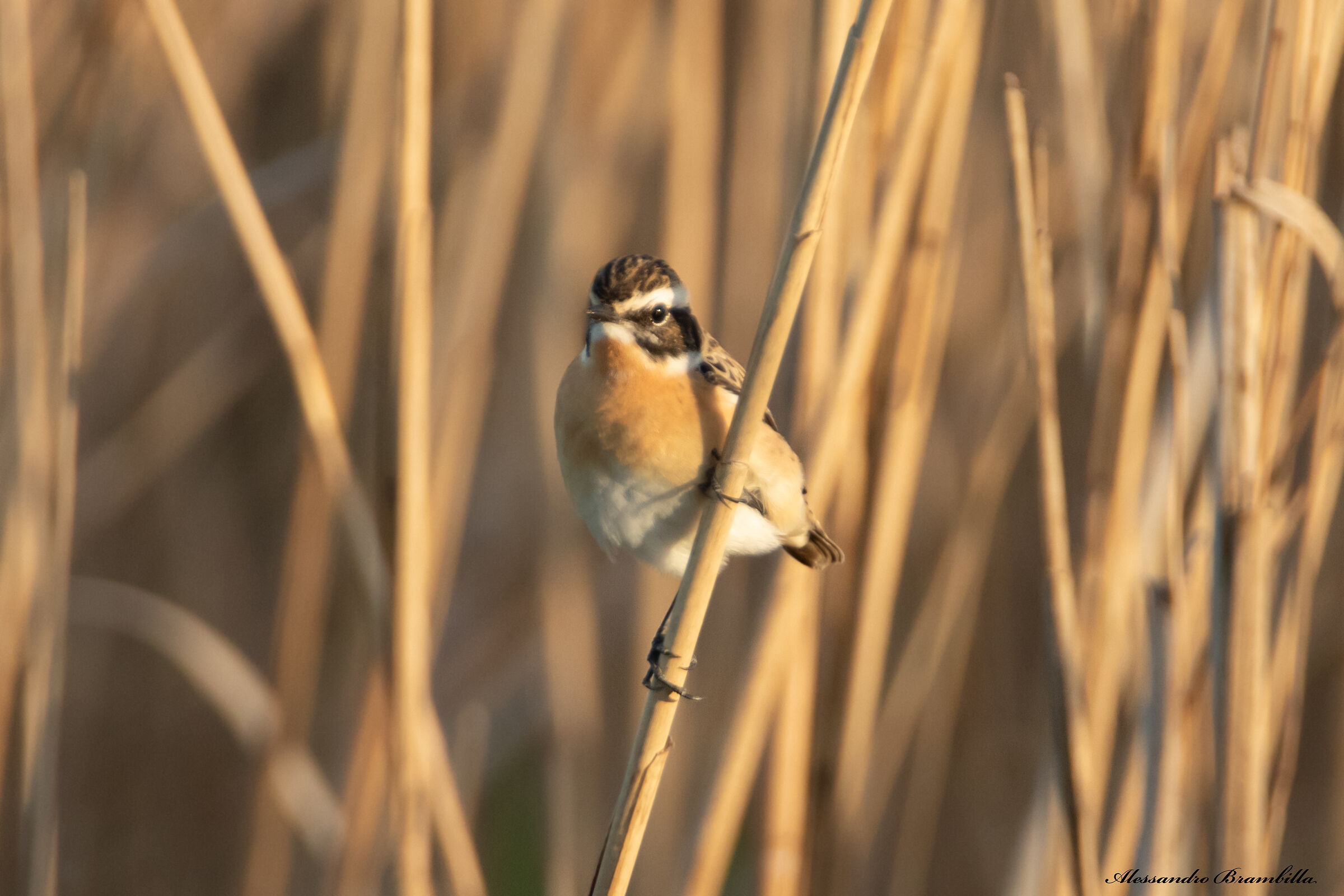 Whinchat