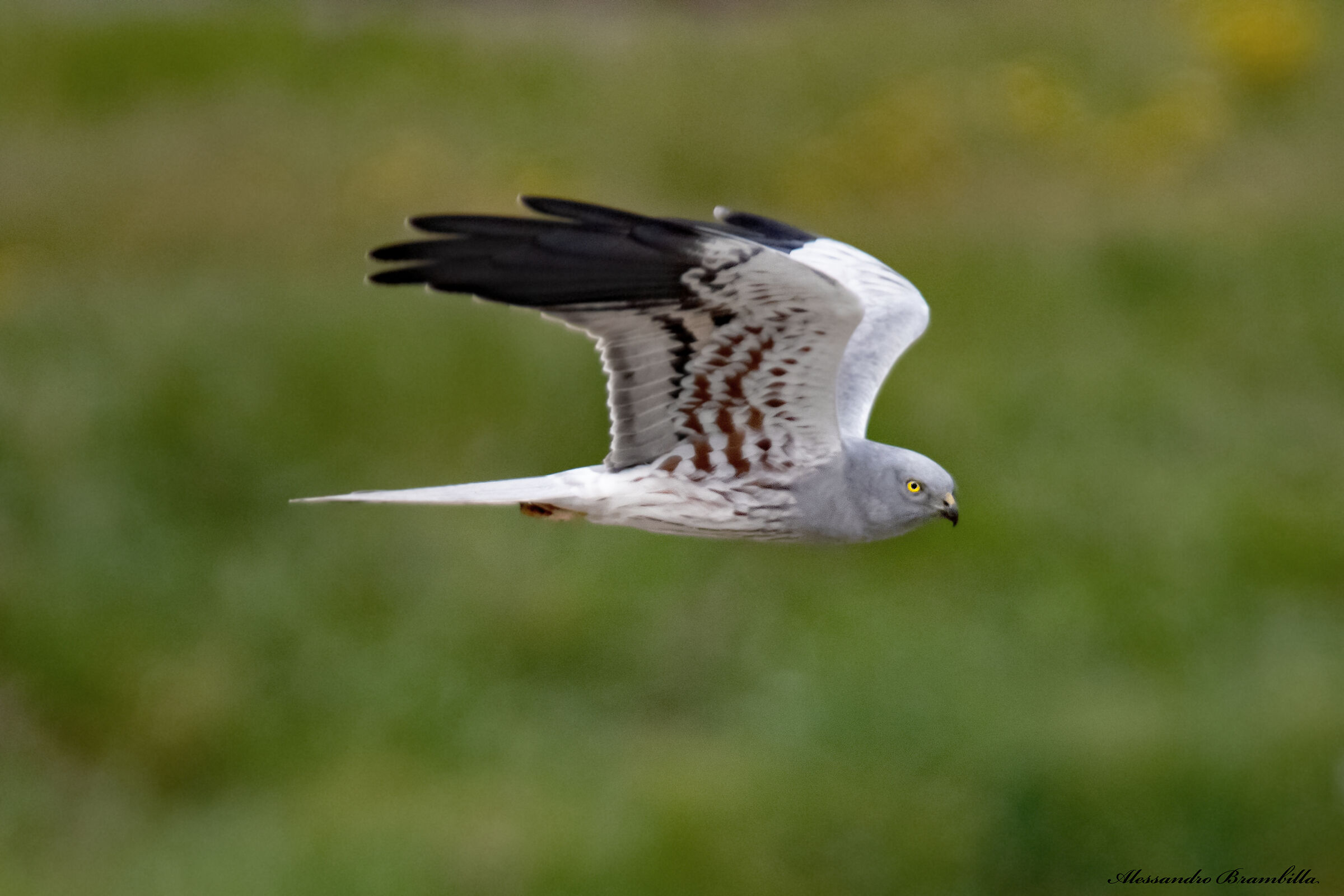 Harrier minor